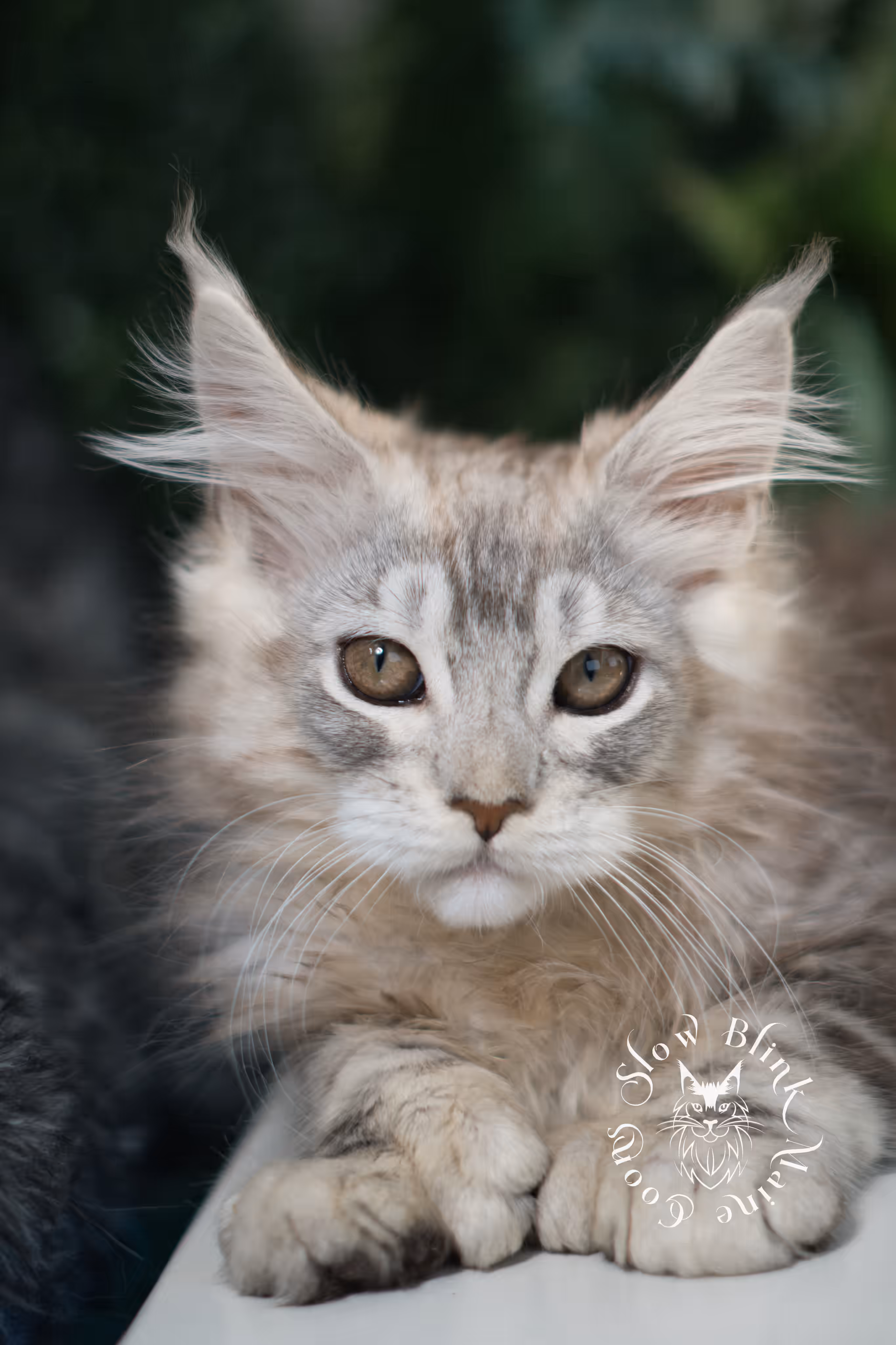 black high silver tabby | maine coon kitten | ems code mcp ns 25 | taken mar 2025 | poly | age 6 weeks | male High Silver Maine Coon Kittens > black high silver tabby | maine coon kitten | ems code mcp ns 25 | taken mar 2025 | poly | age 6 weeks | male | idx 02