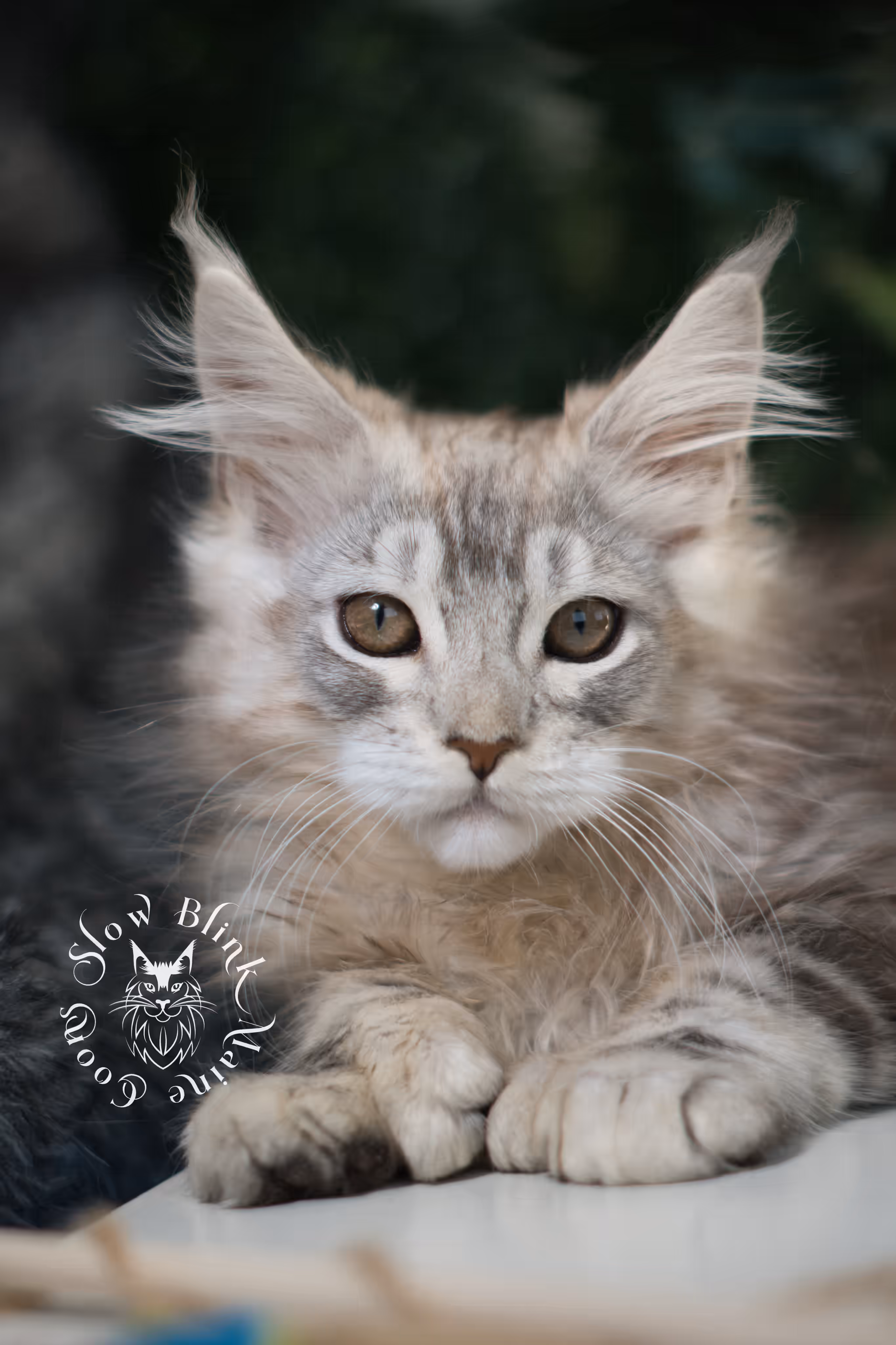 black high silver tabby | maine coon kitten | ems code mcp ns 25 | taken mar 2025 | poly | age 6 weeks | male High Silver Maine Coon Kittens > black high silver tabby | maine coon kitten | ems code mcp ns 25 | taken mar 2025 | poly | age 6 weeks | male | idx 05