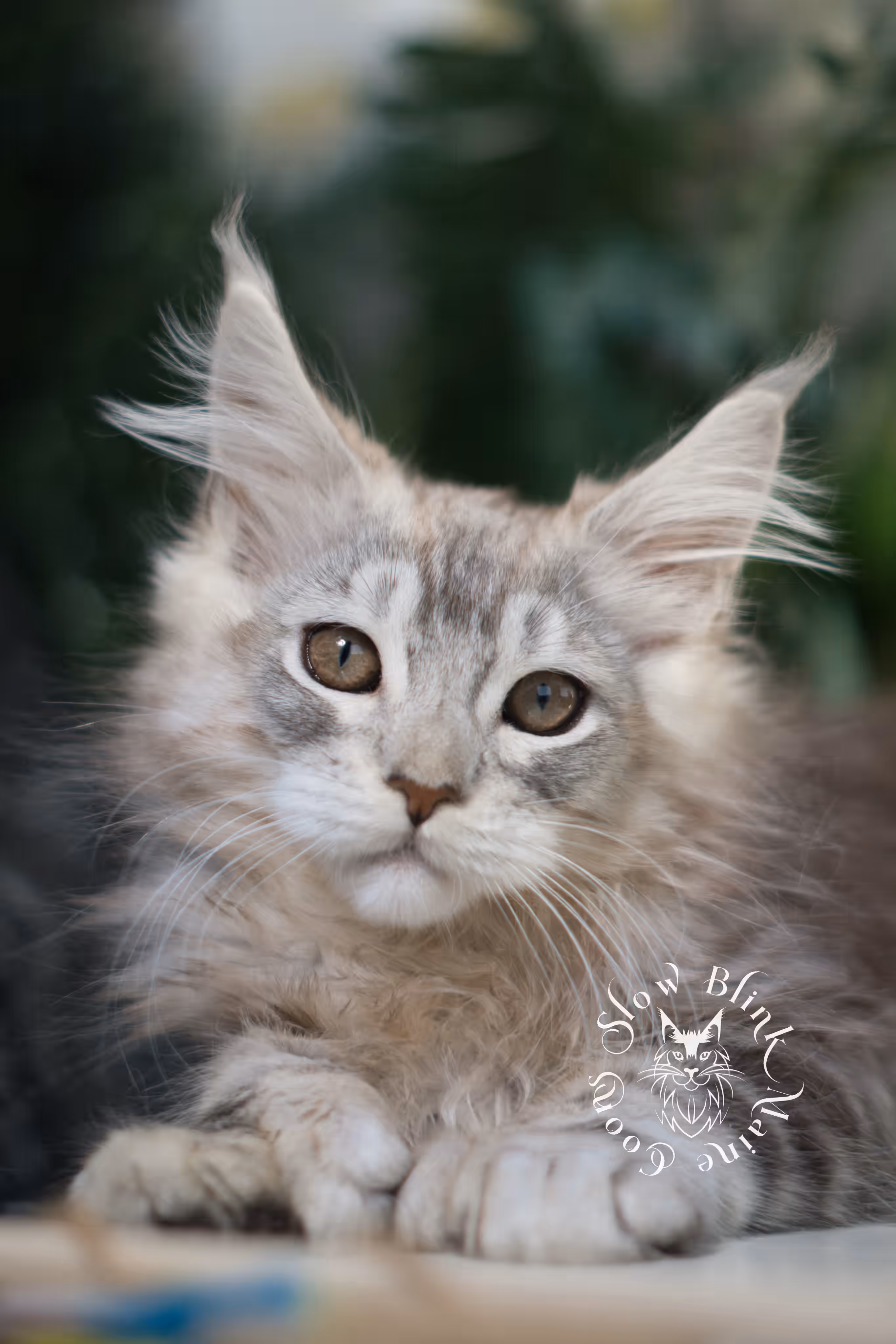 black high silver tabby | maine coon kitten | ems code mcp ns 25 | taken mar 2025 | poly | age 6 weeks | male High Silver Maine Coon Kittens > black high silver tabby | maine coon kitten | ems code mcp ns 25 | taken mar 2025 | poly | age 6 weeks | male | idx 06