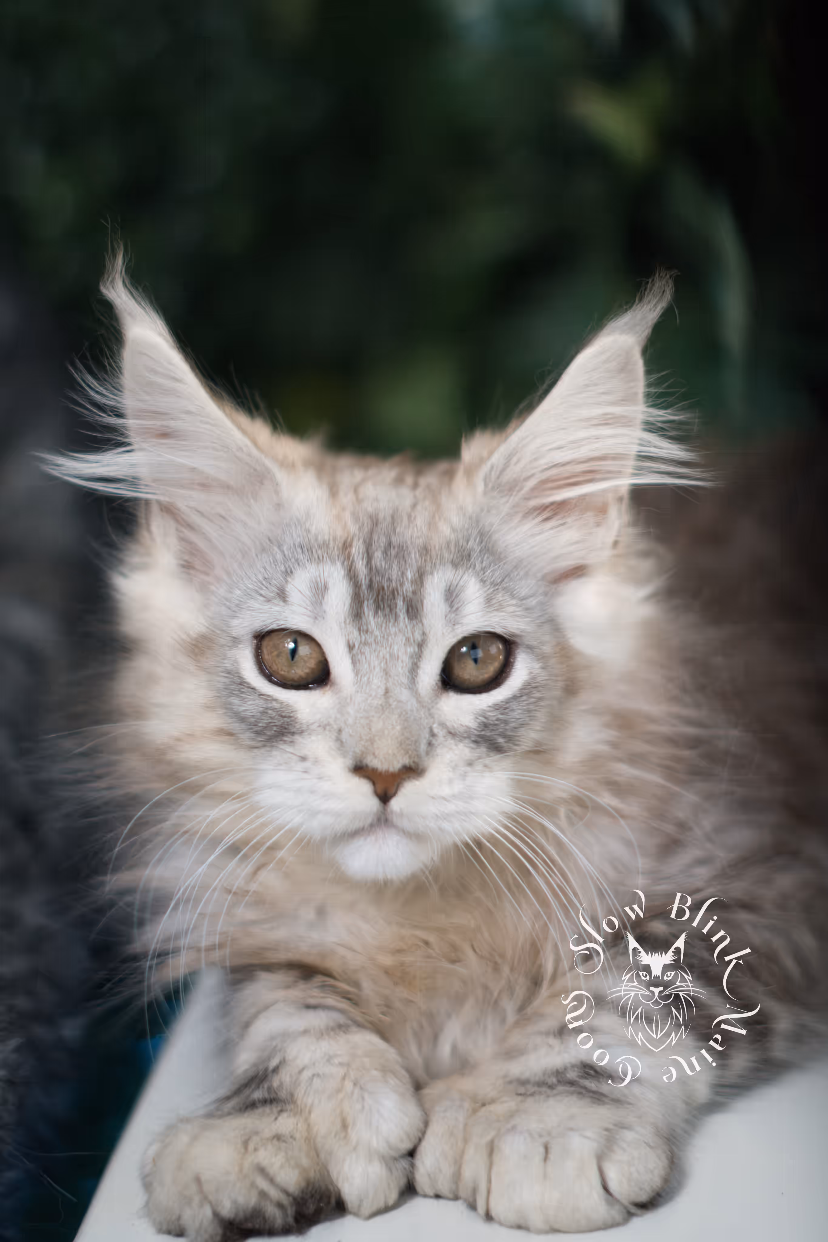 black high silver tabby | maine coon kitten | ems code mcp ns 25 | taken mar 2025 | poly | age 6 weeks | male High Silver Maine Coon Kittens > black high silver tabby | maine coon kitten | ems code mcp ns 25 | taken mar 2025 | poly | age 6 weeks | male | idx 07
