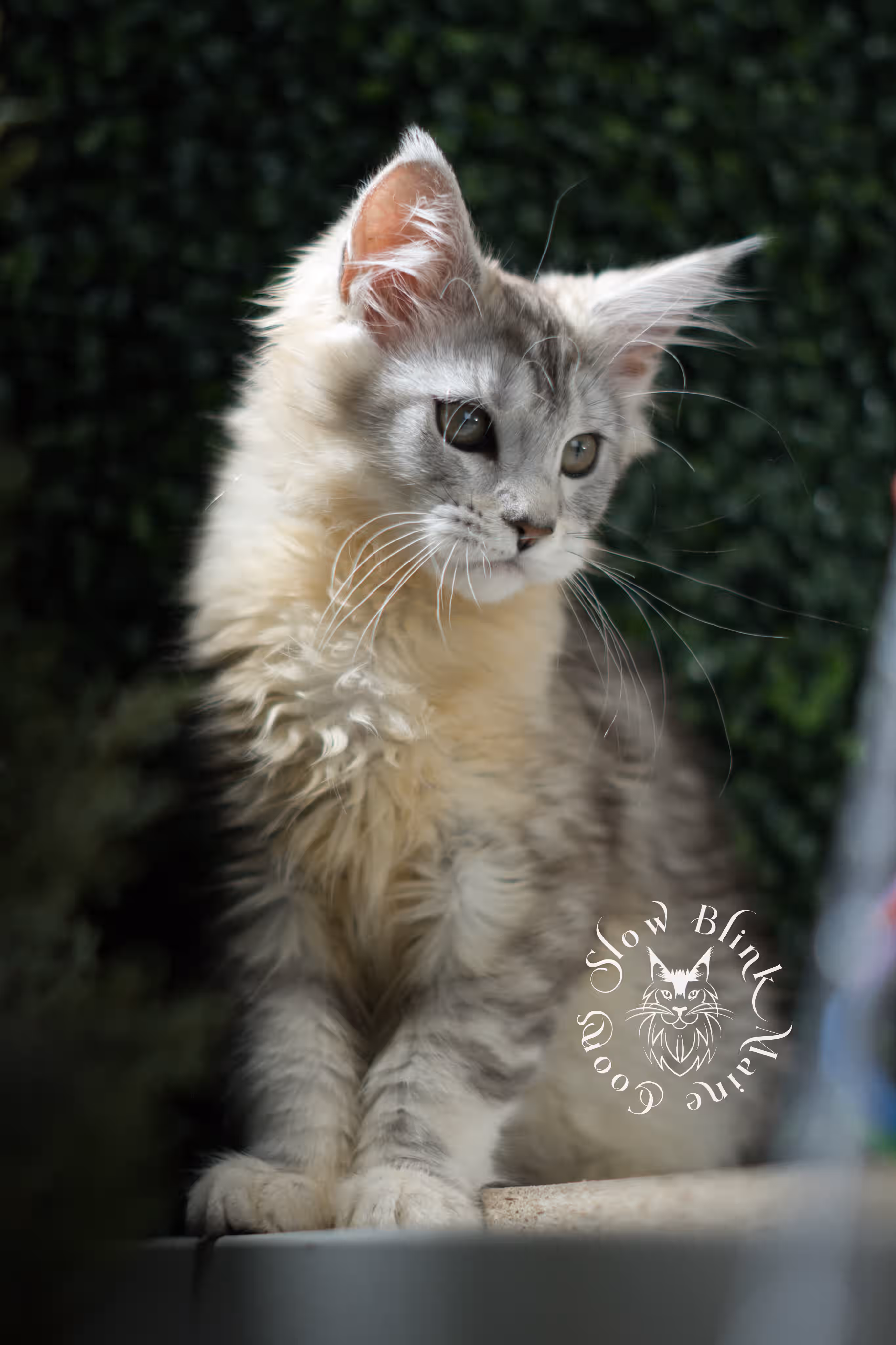 black high silver tabby | maine coon kitten | female | ems code mco ns 22 | taken apr 2025 | age 7 weeks old | standard paws High Silver Maine Coon Kittens > black high silver tabby | maine coon kitten | female | ems code mco ns 22 | taken apr 2025 | age 7 weeks old | standard paws | idx 01