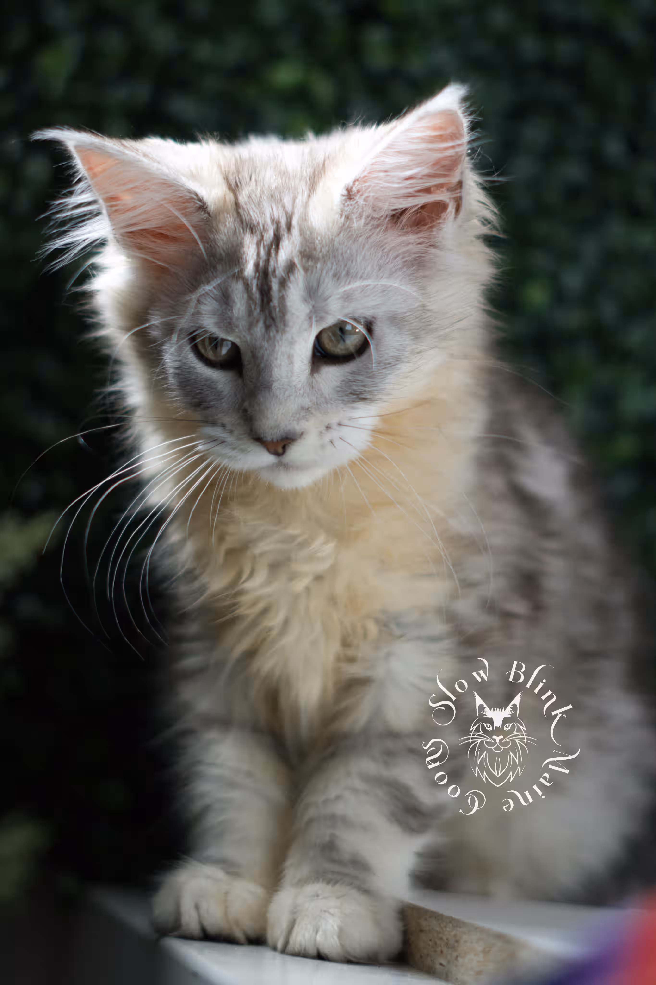 black high silver tabby | maine coon kitten | female | ems code mco ns 22 | taken apr 2025 | age 7 weeks old | standard paws High Silver Maine Coon Kittens > black high silver tabby | maine coon kitten | female | ems code mco ns 22 | taken apr 2025 | age 7 weeks old | standard paws | idx 02