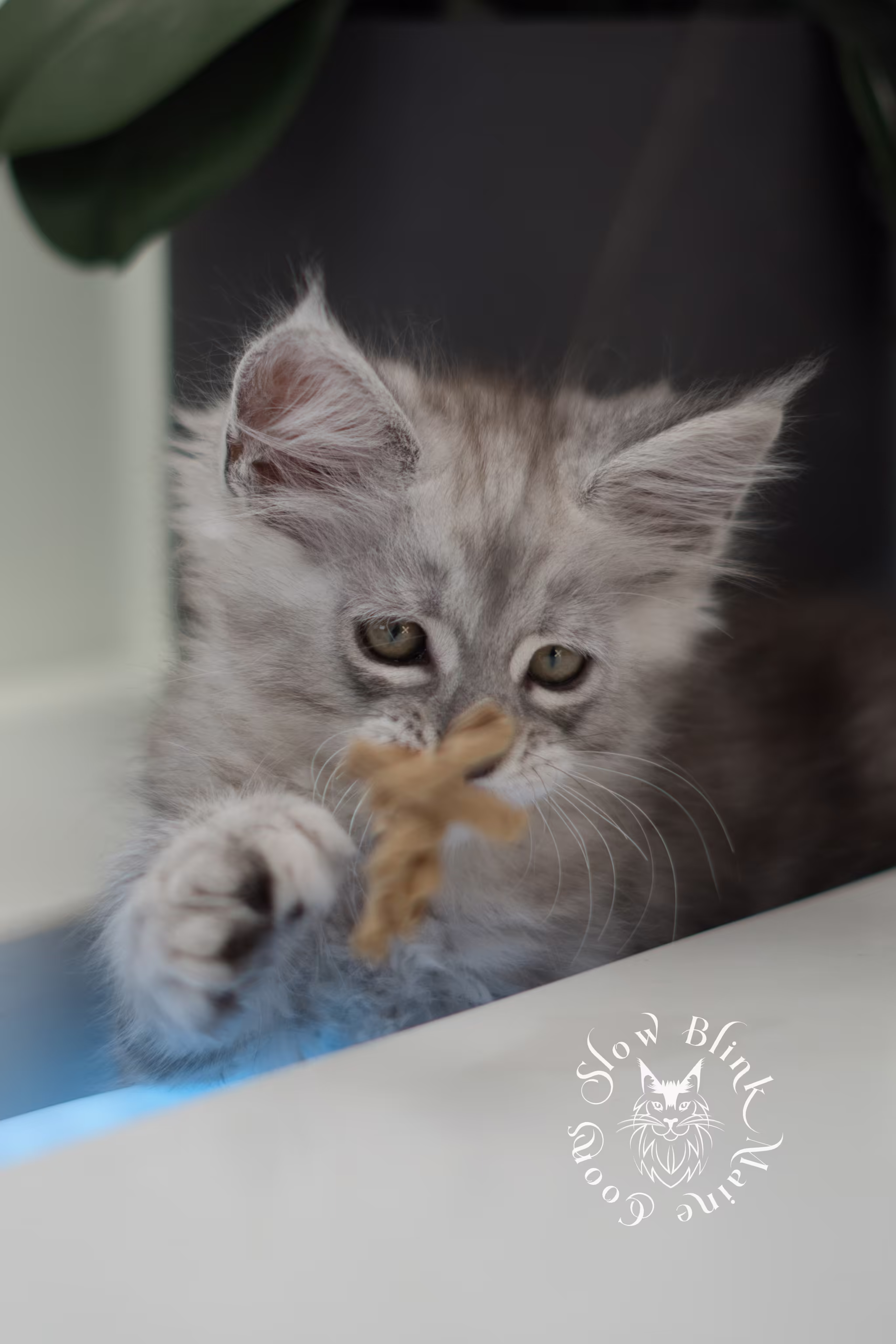black high silver tabby maine coon kitten | ems code mcp ns 25 | taken jan 2025 | poly | age 6 weeks | male High Silver Maine Coon Kittens > black high silver tabby maine coon kitten | ems code mcp ns 25 | taken jan 2025 | poly | age 6 weeks | male | idx 01