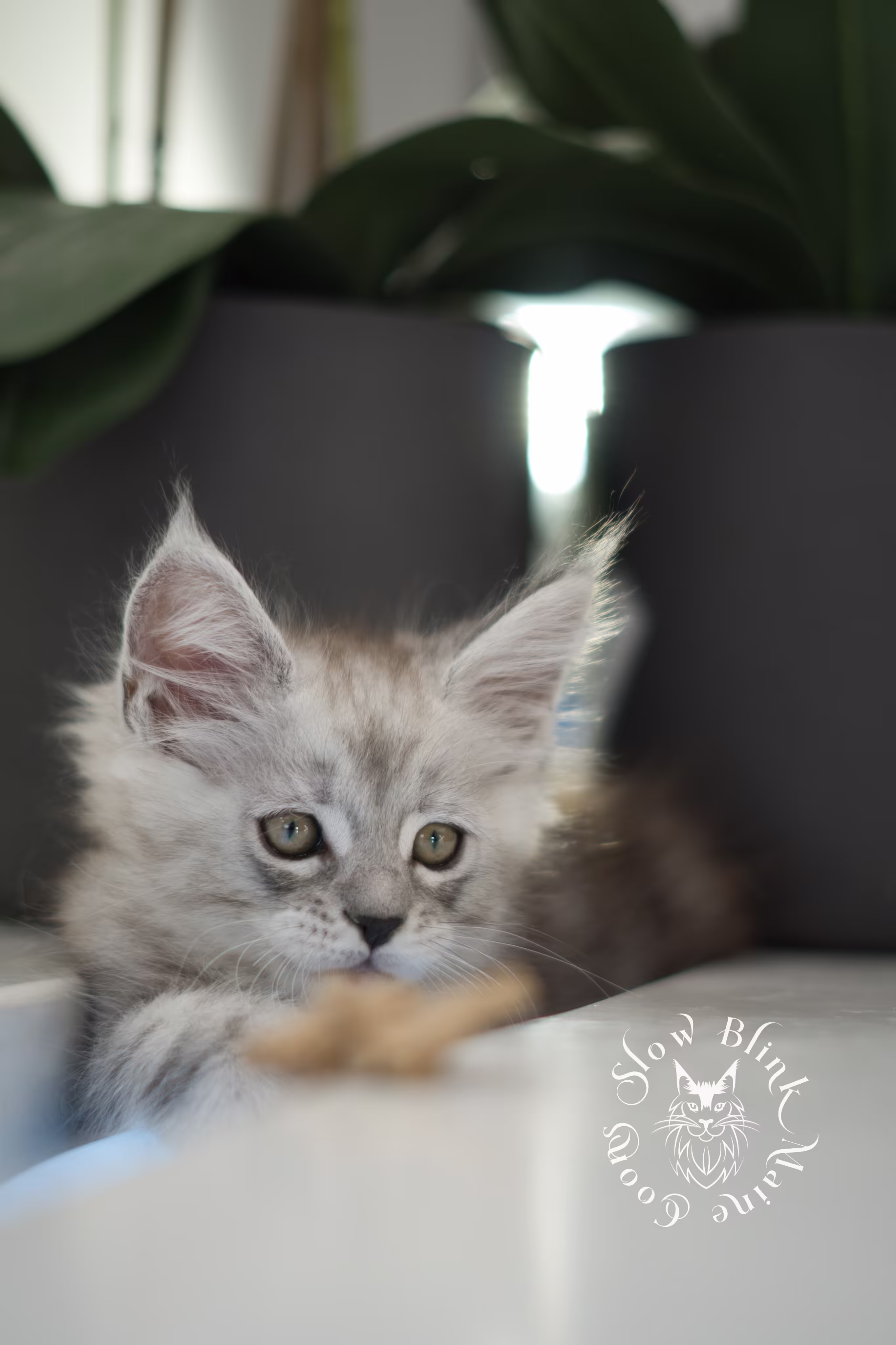 black high silver tabby maine coon kitten | ems code mcp ns 25 | taken jan 2025 | poly | age 6 weeks | male High Silver Maine Coon Kittens > black high silver tabby maine coon kitten | ems code mcp ns 25 | taken jan 2025 | poly | age 6 weeks | male | idx 02