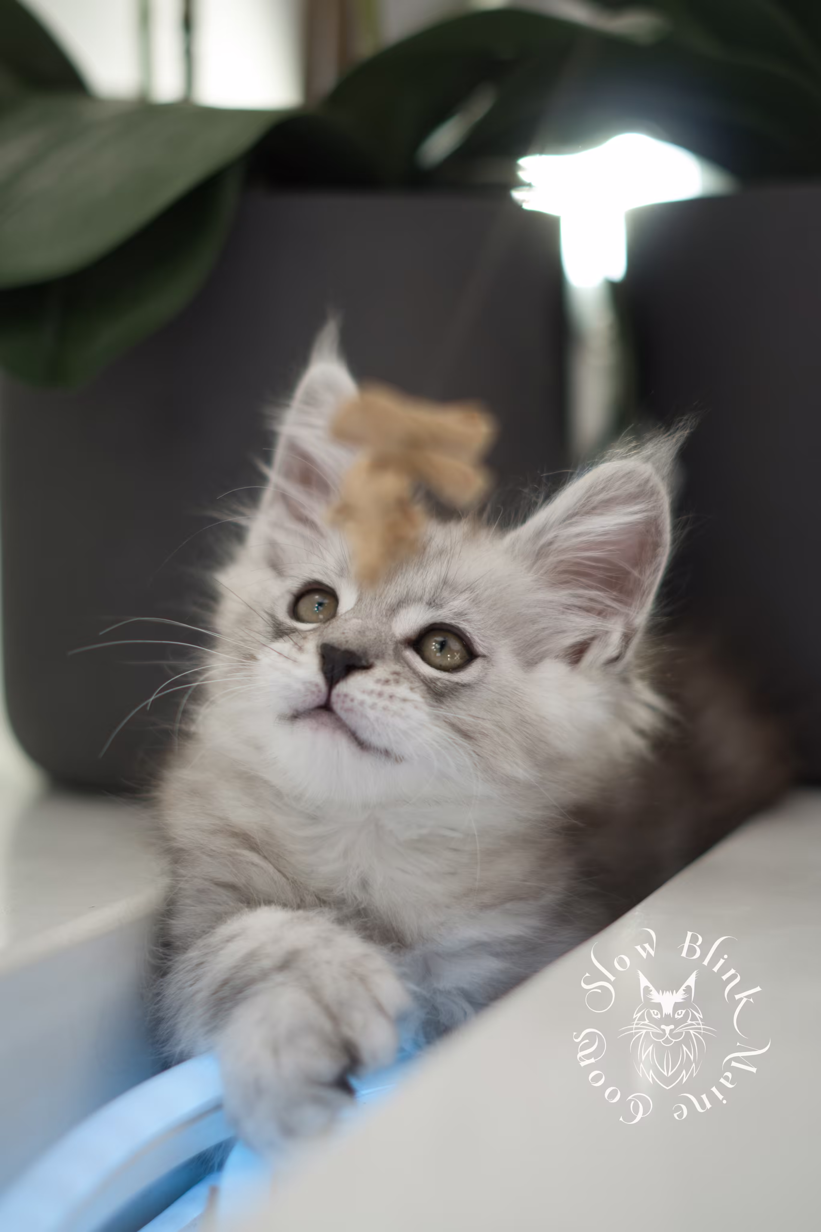 black high silver tabby maine coon kitten | ems code mcp ns 25 | taken jan 2025 | poly | age 6 weeks | male High Silver Maine Coon Kittens > black high silver tabby maine coon kitten | ems code mcp ns 25 | taken jan 2025 | poly | age 6 weeks | male | idx 03