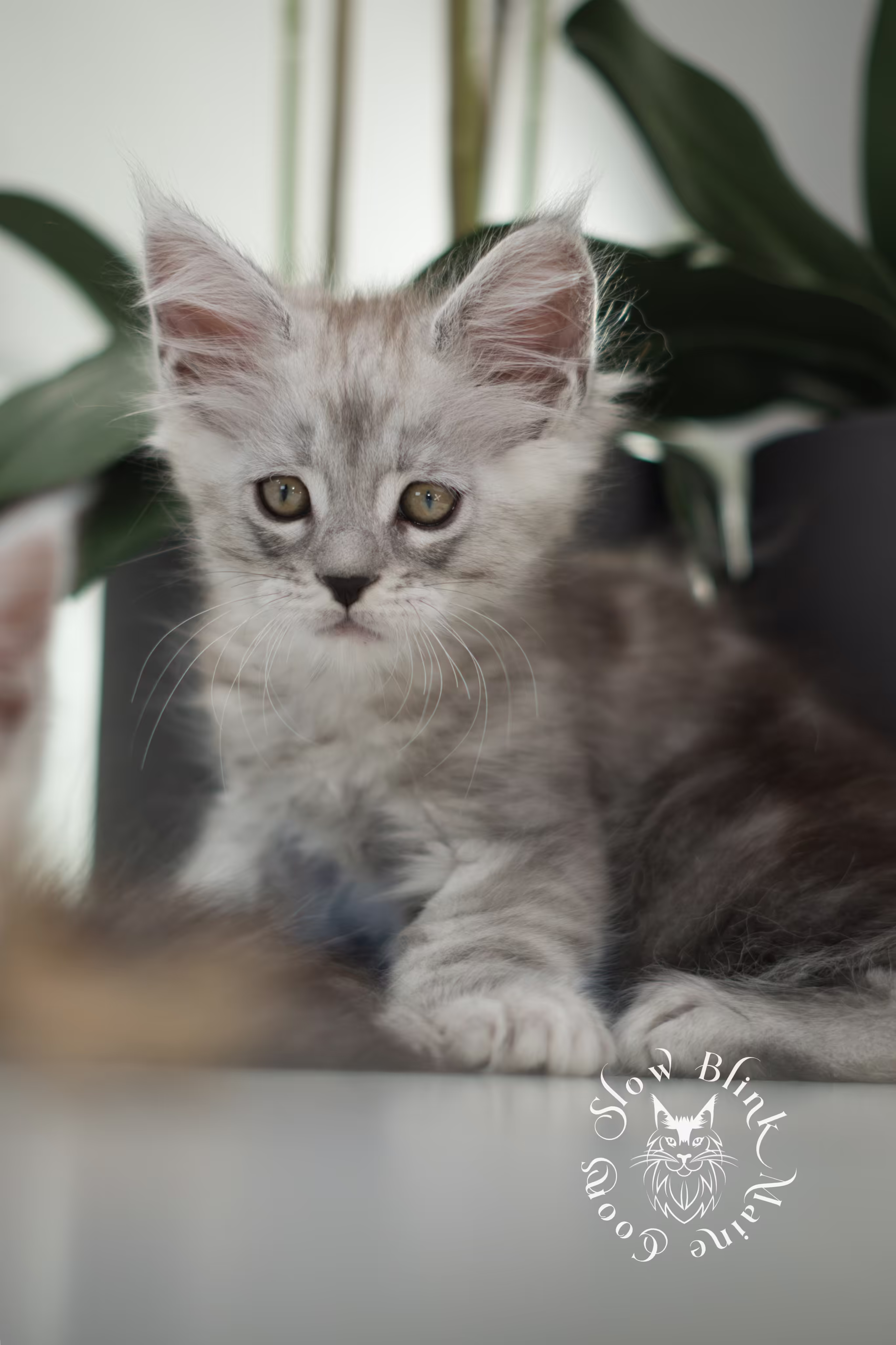 black high silver tabby maine coon kitten | ems code mcp ns 25 | taken jan 2025 | poly | age 6 weeks | male High Silver Maine Coon Kittens > black high silver tabby maine coon kitten | ems code mcp ns 25 | taken jan 2025 | poly | age 6 weeks | male | idx 04