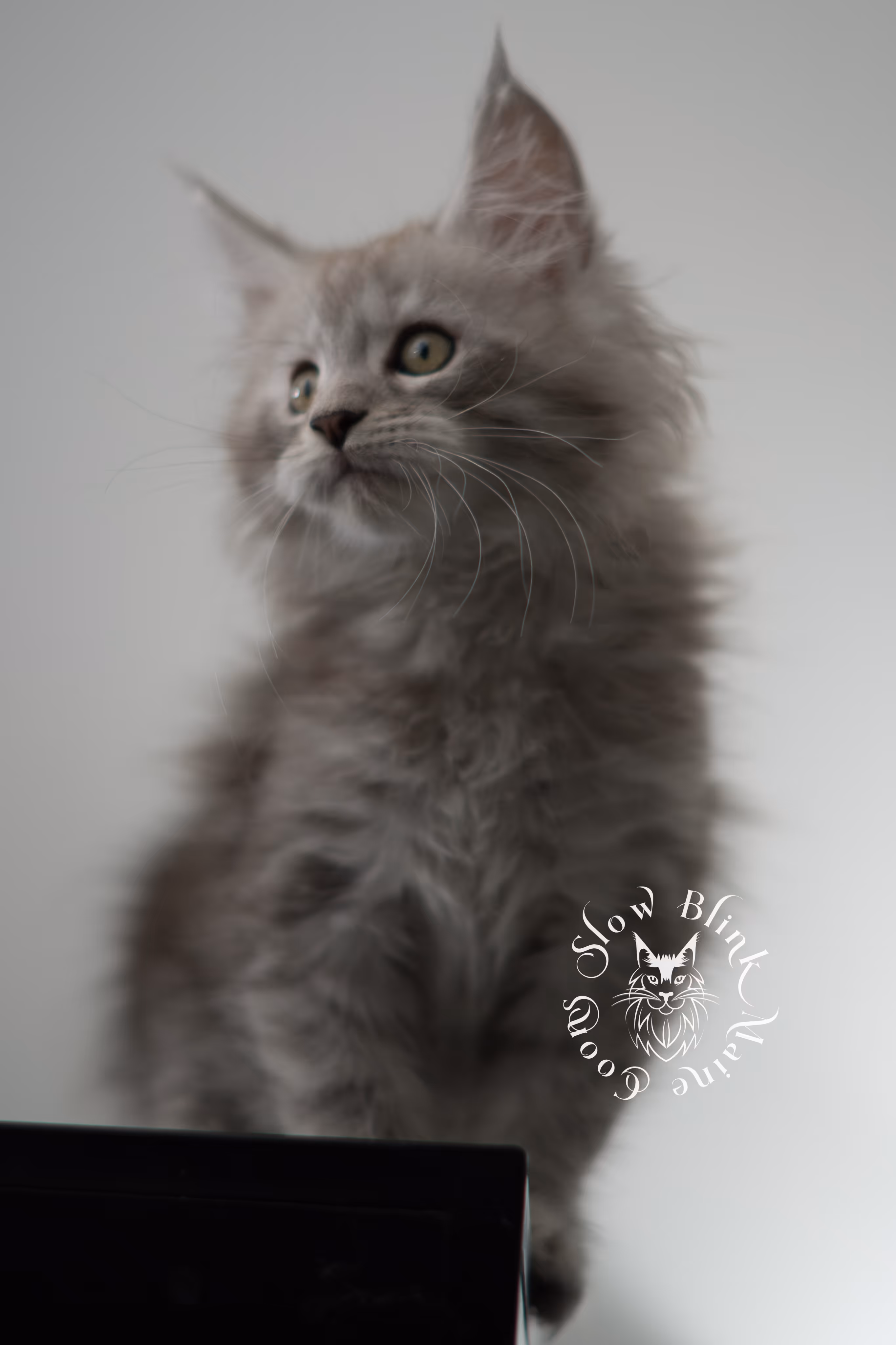 black high silver tabby maine coon kitten | ems code ns 23 | taken dec 2024 | age 7 weeks | male High Silver Maine Coon Kittens > black high silver tabby maine coon kitten | ems code ns 23 | taken dec 2024 | age 7 weeks | male | idx 02