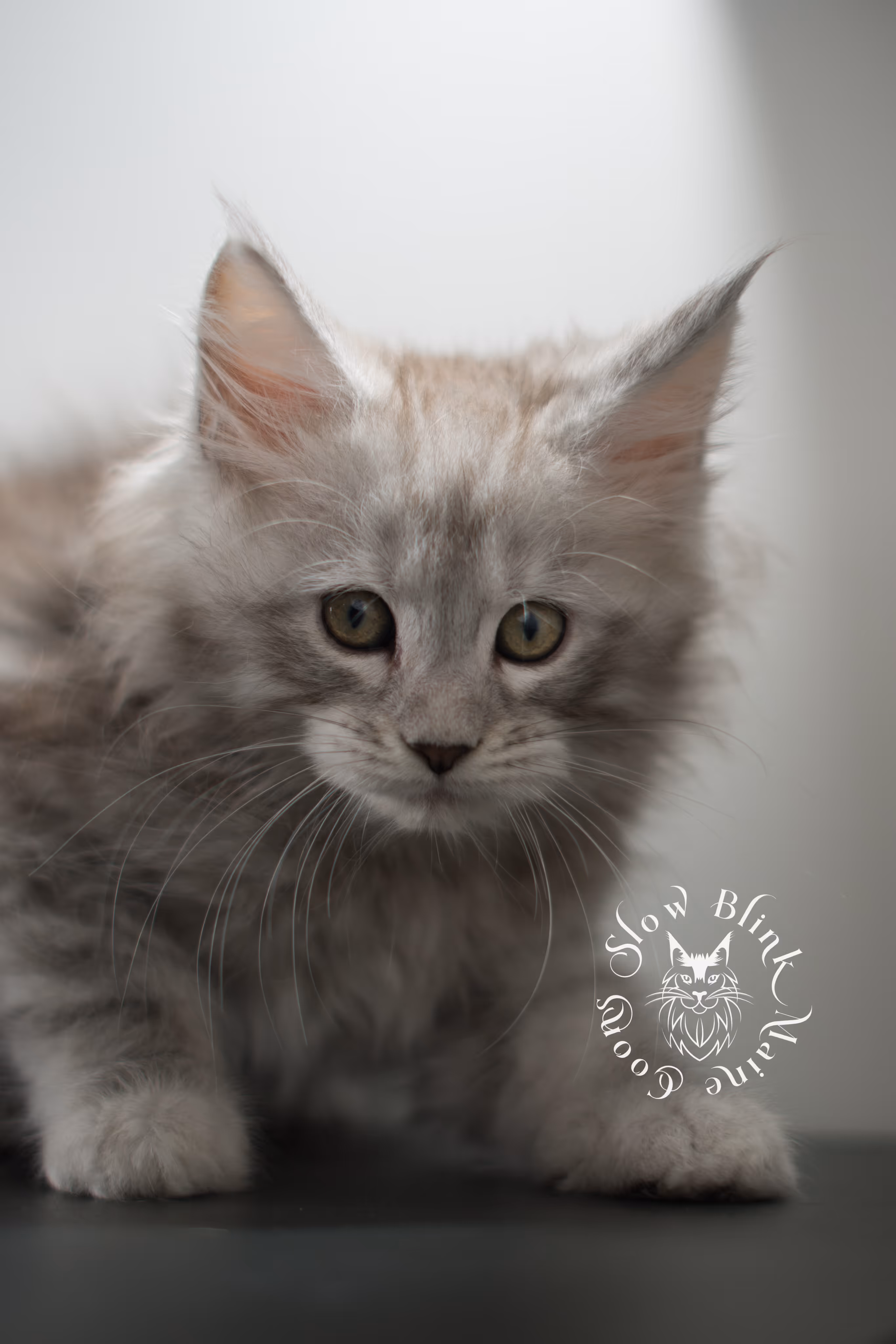 black high silver tabby maine coon kitten | ems code ns 23 | taken dec 2024 | age 7 weeks | male High Silver Maine Coon Kittens > black high silver tabby maine coon kitten | ems code ns 23 | taken dec 2024 | age 7 weeks | male | idx 03