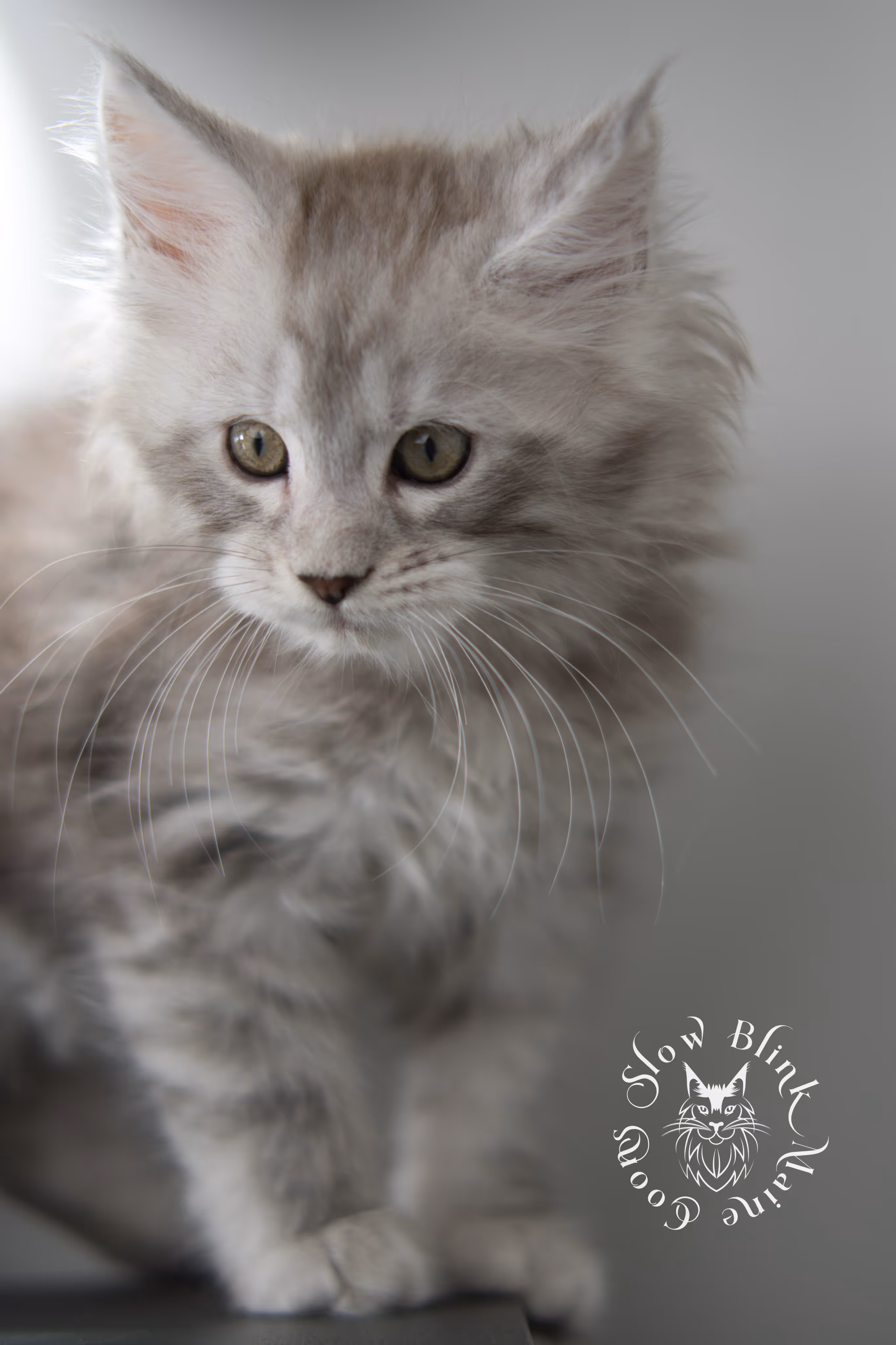 black high silver tabby maine coon kitten | ems code ns 23 | taken dec 2024 | age 7 weeks | male High Silver Maine Coon Kittens > black high silver tabby maine coon kitten | ems code ns 23 | taken dec 2024 | age 7 weeks | male | idx 04