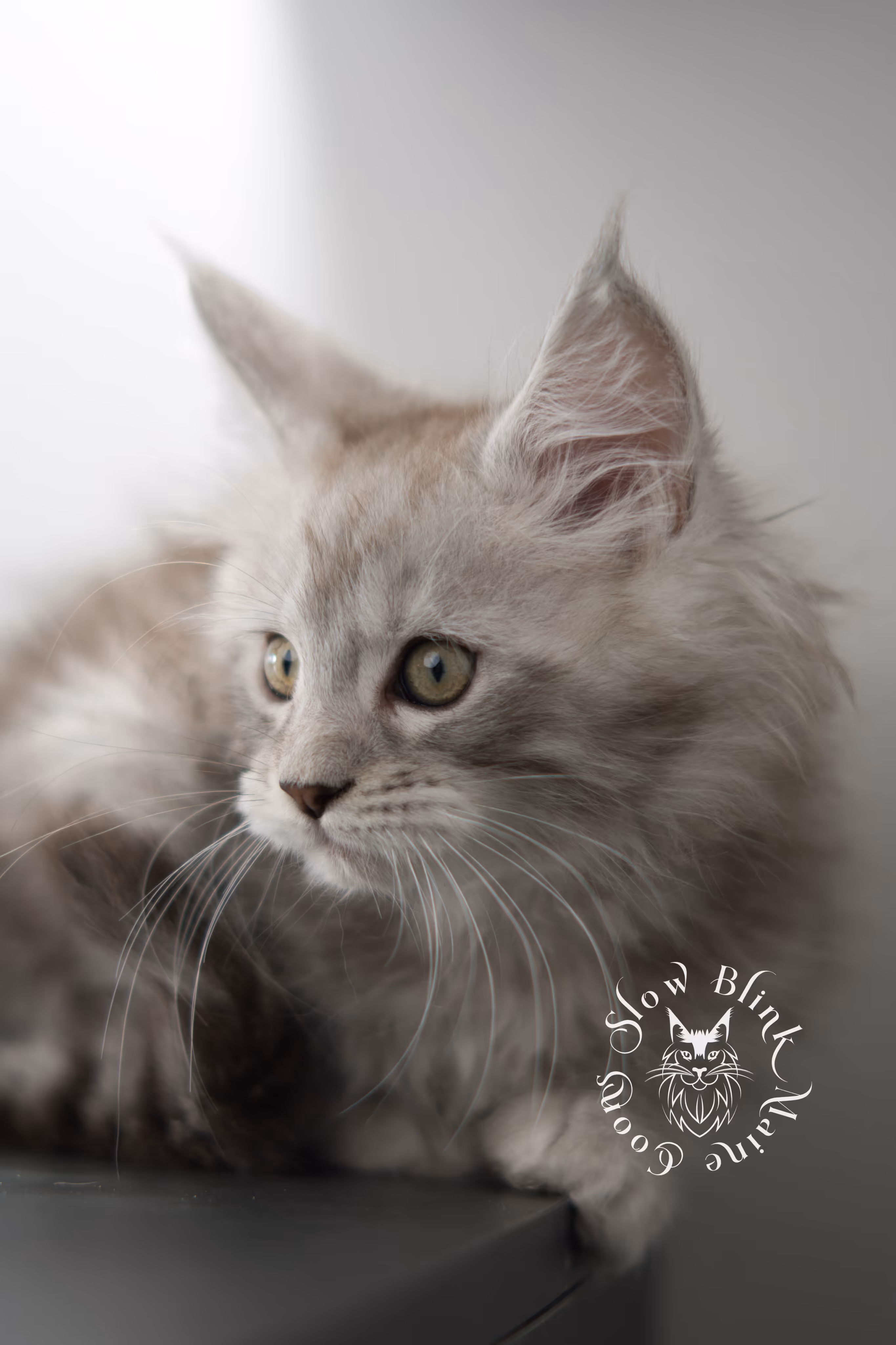 black high silver tabby maine coon kitten | ems code ns 23 | taken dec 2024 | age 7 weeks | male High Silver Maine Coon Kittens > black high silver tabby maine coon kitten | ems code ns 23 | taken dec 2024 | age 7 weeks | male | idx 05