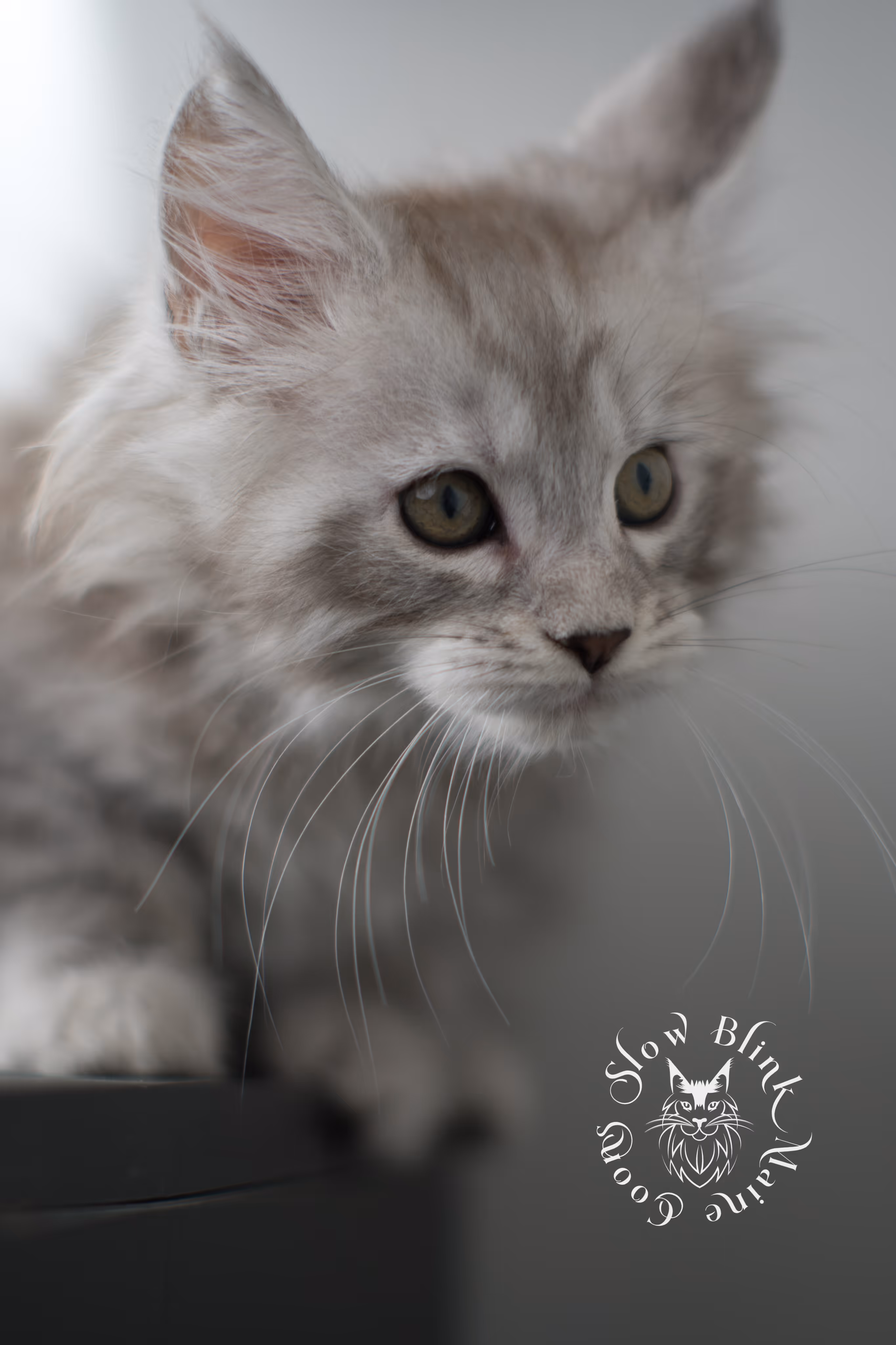 black high silver tabby maine coon kitten | ems code ns 23 | taken dec 2024 | age 7 weeks | male High Silver Maine Coon Kittens > black high silver tabby maine coon kitten | ems code ns 23 | taken dec 2024 | age 7 weeks | male | idx 06
