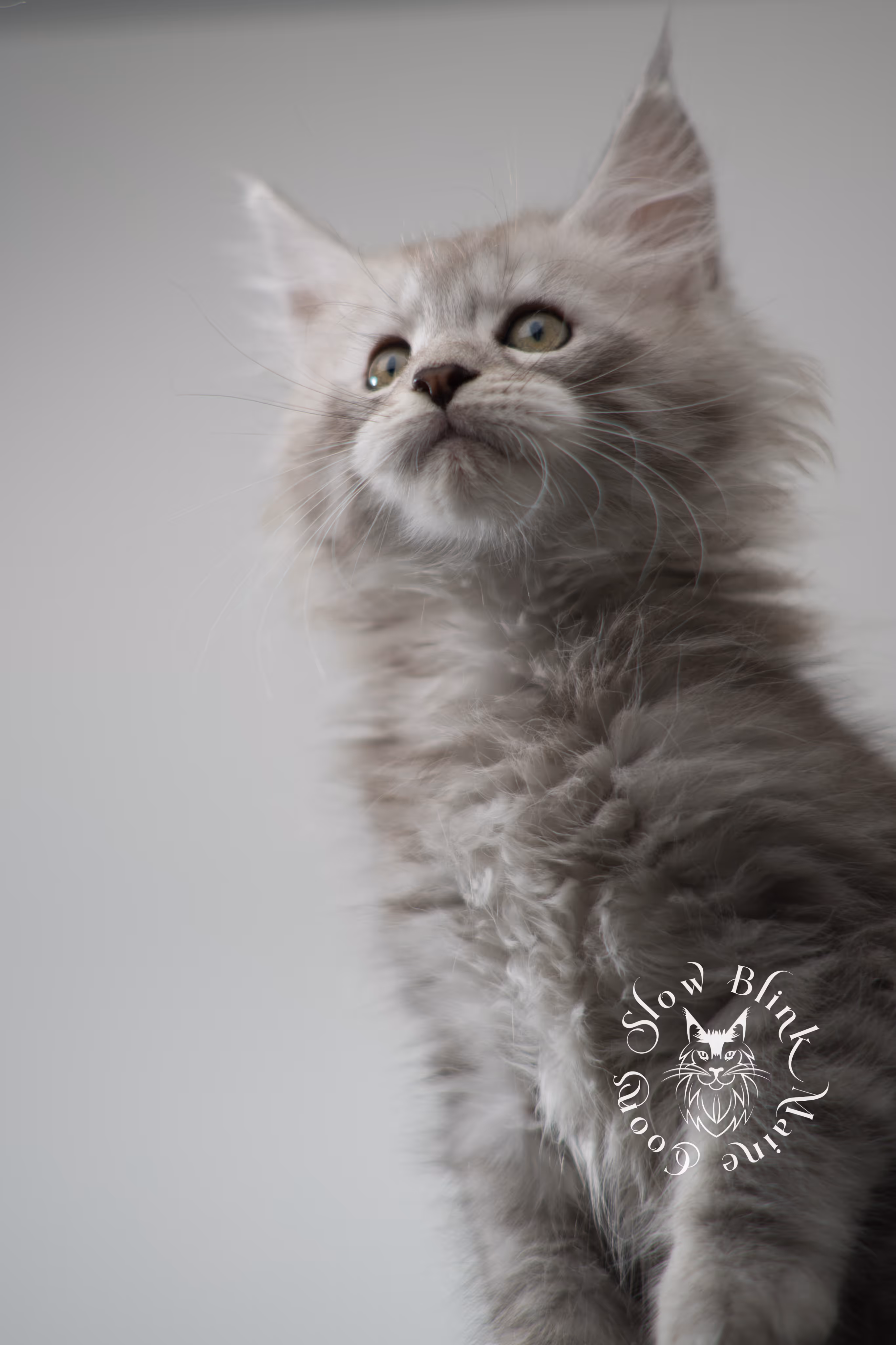black high silver tabby maine coon kitten | ems code ns 23 | taken dec 2024 | age 7 weeks | male High Silver Maine Coon Kittens > black high silver tabby maine coon kitten | ems code ns 23 | taken dec 2024 | age 7 weeks | male | idx 07