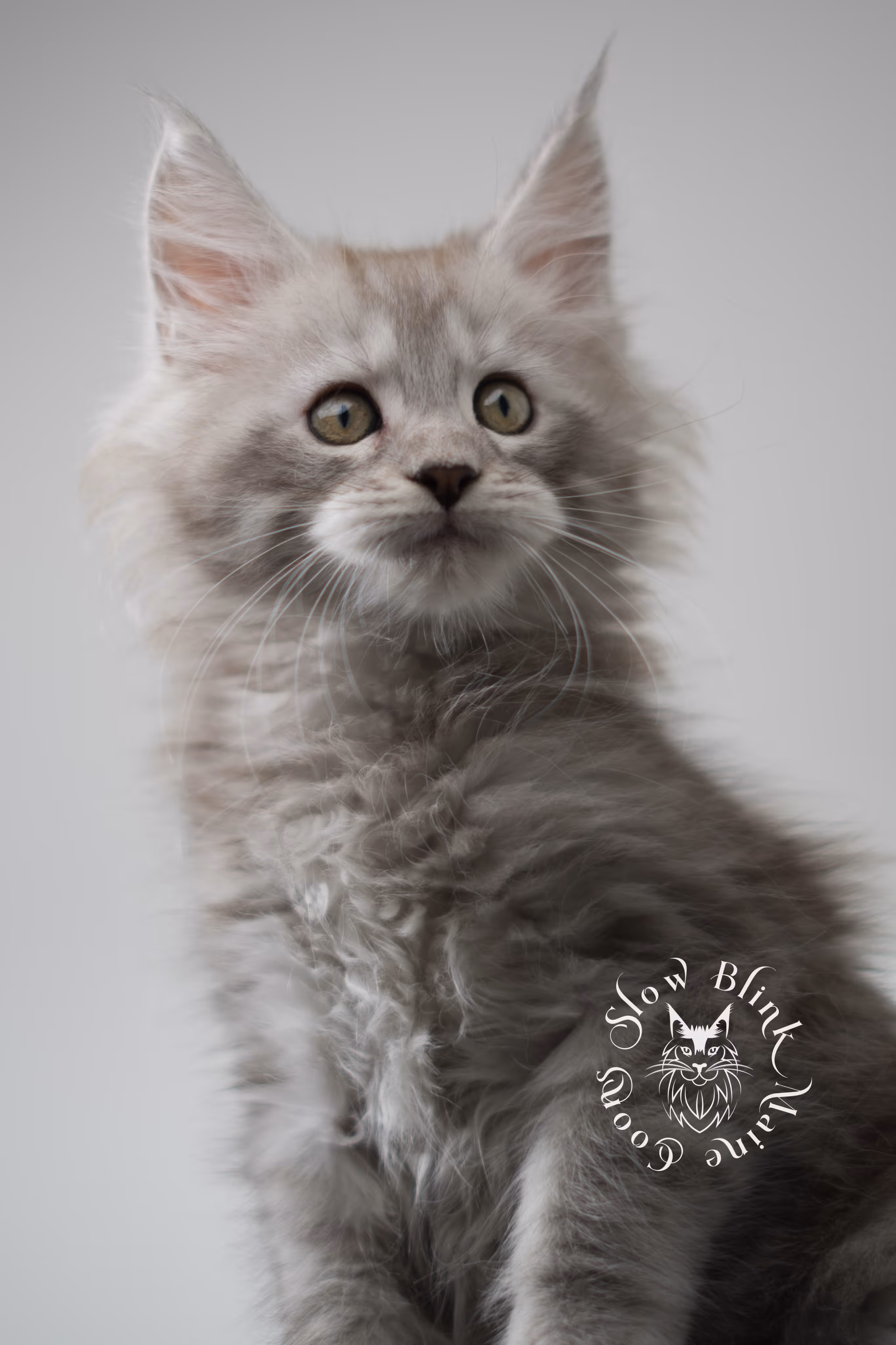 black high silver tabby maine coon kitten | ems code ns 23 | taken dec 2024 | age 7 weeks | male High Silver Maine Coon Kittens > black high silver tabby maine coon kitten | ems code ns 23 | taken dec 2024 | age 7 weeks | male | idx 08