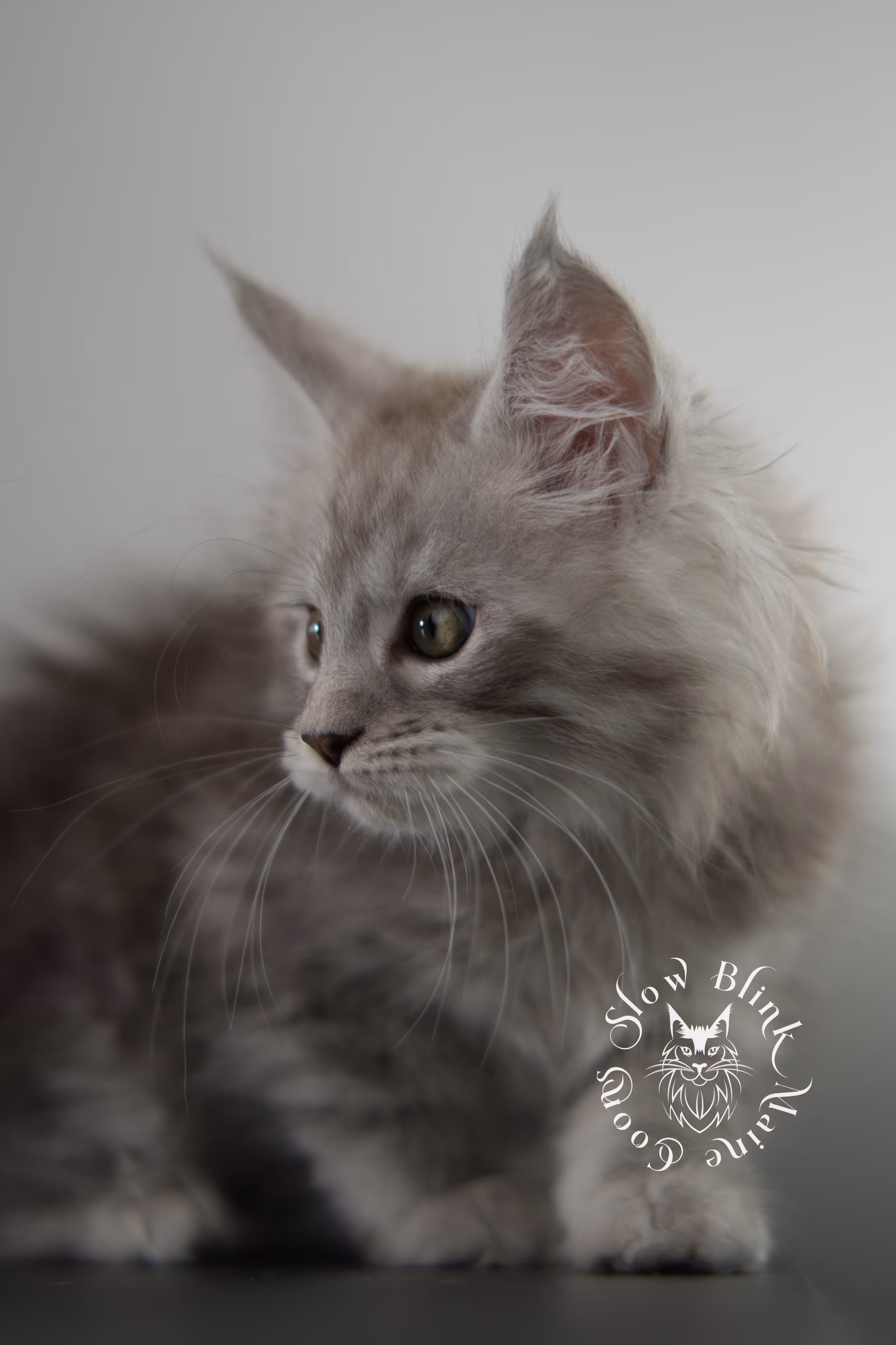 black high silver tabby maine coon kitten | ems code ns 23 | taken dec 2024 | age 7 weeks | male High Silver Maine Coon Kittens > black high silver tabby maine coon kitten | ems code ns 23 | taken dec 2024 | age 7 weeks | male | idx 09