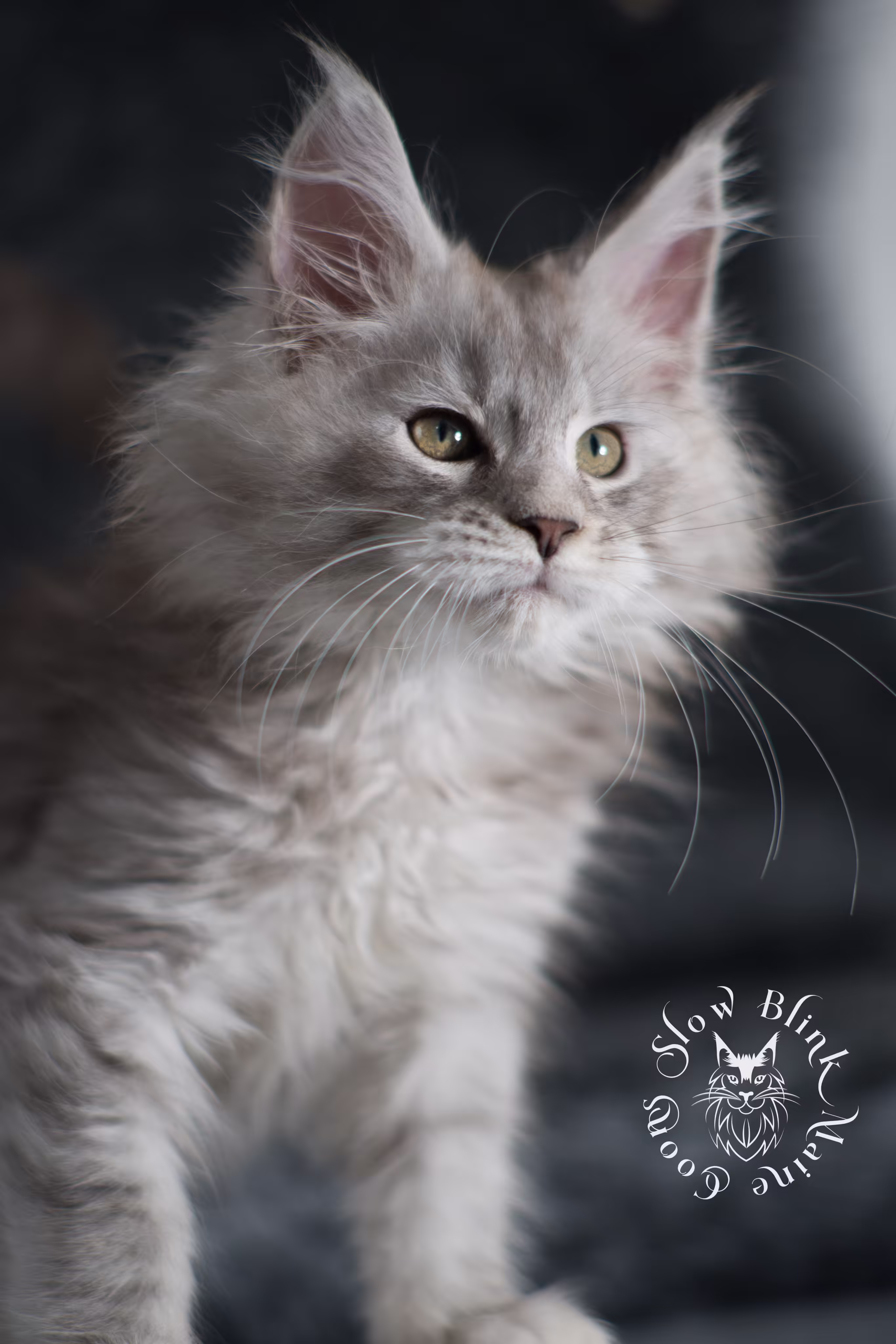 black high silver tabby maine coon kitten | ems code ns 25 | taken jan 2025 | age 8 weeks | male High Silver Maine Coon Kittens > black high silver tabby maine coon kitten | ems code ns 25 | taken jan 2025 | age 8 weeks | male | idx 01