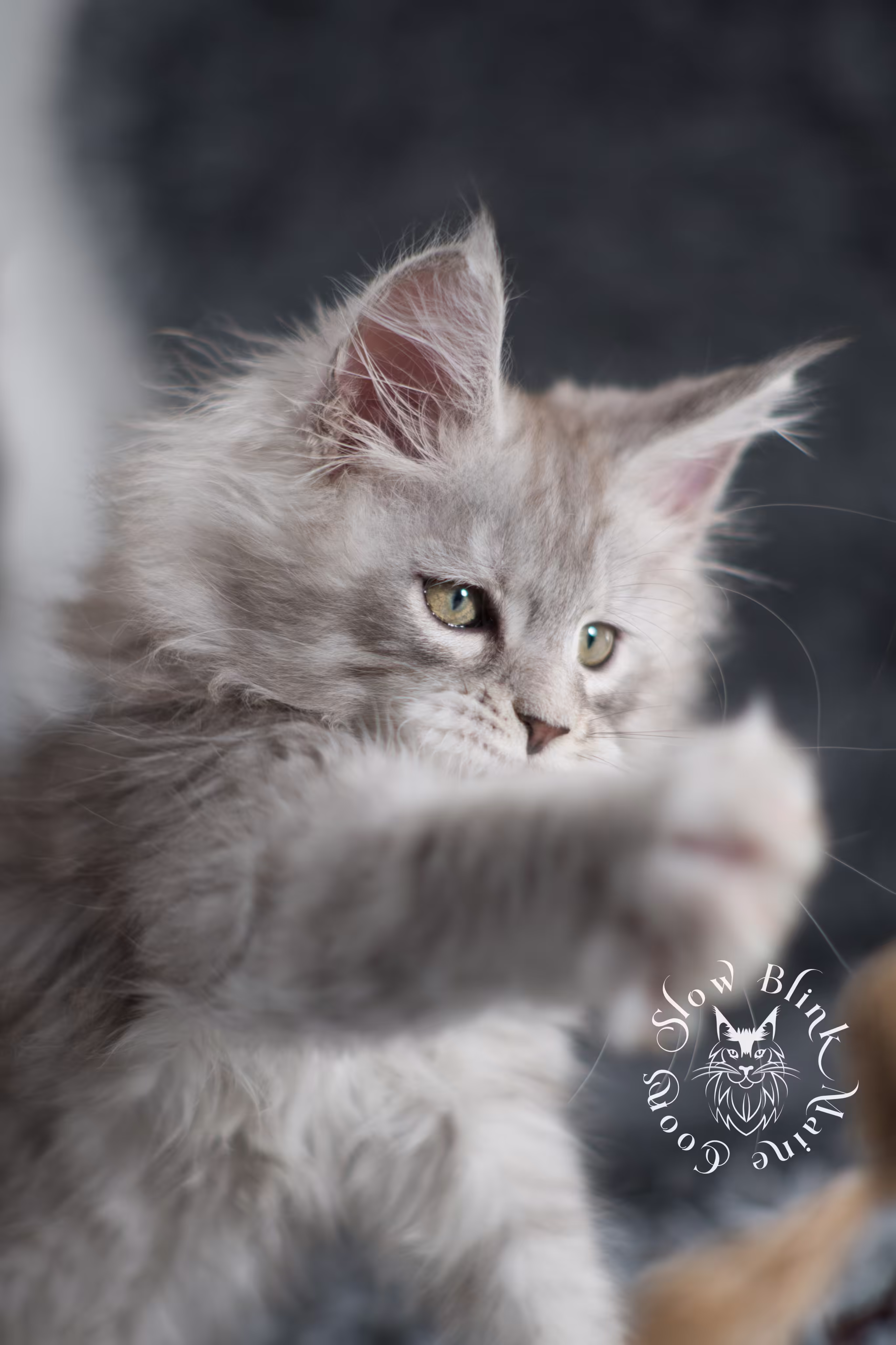 black high silver tabby maine coon kitten | ems code ns 25 | taken jan 2025 | age 8 weeks | male High Silver Maine Coon Kittens > black high silver tabby maine coon kitten | ems code ns 25 | taken jan 2025 | age 8 weeks | male | idx 02