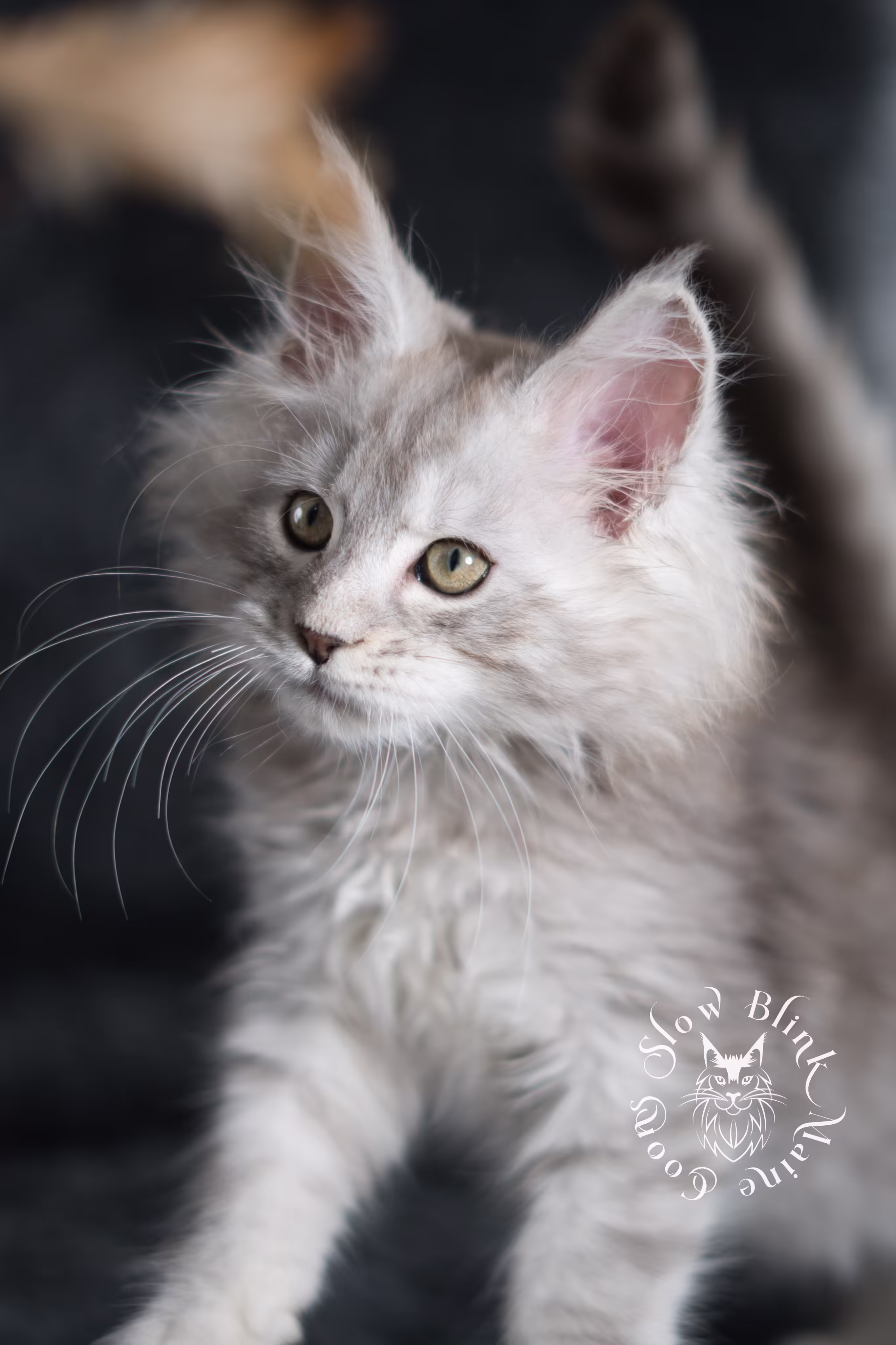 black high silver tabby maine coon kitten | ems code ns 25 | taken jan 2025 | age 8 weeks | male High Silver Maine Coon Kittens > black high silver tabby maine coon kitten | ems code ns 25 | taken jan 2025 | age 8 weeks | male | idx 04
