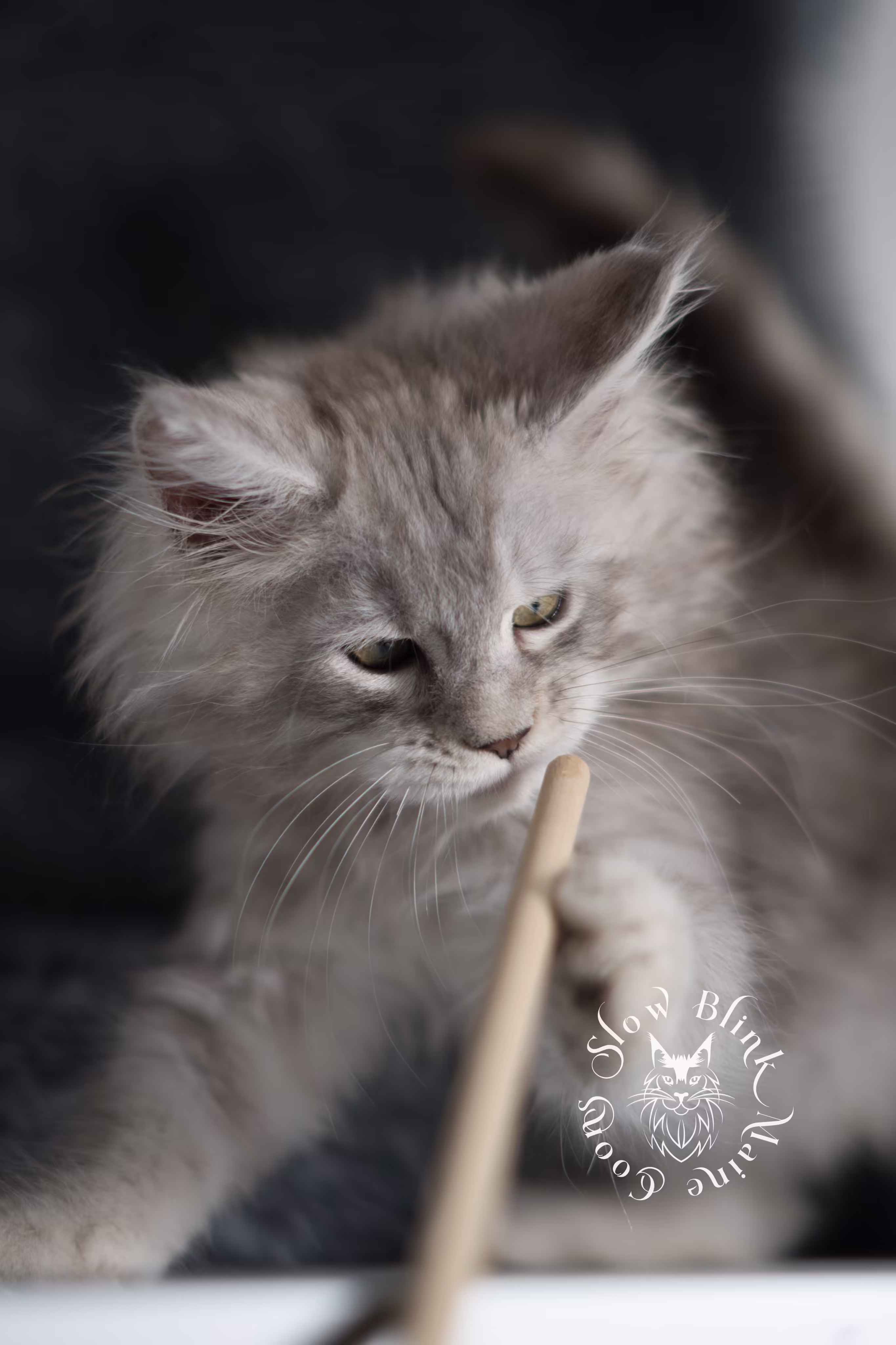 black high silver tabby maine coon kitten | ems code ns 25 | taken jan 2025 | age 8 weeks | male High Silver Maine Coon Kittens > black high silver tabby maine coon kitten | ems code ns 25 | taken jan 2025 | age 8 weeks | male | idx 05