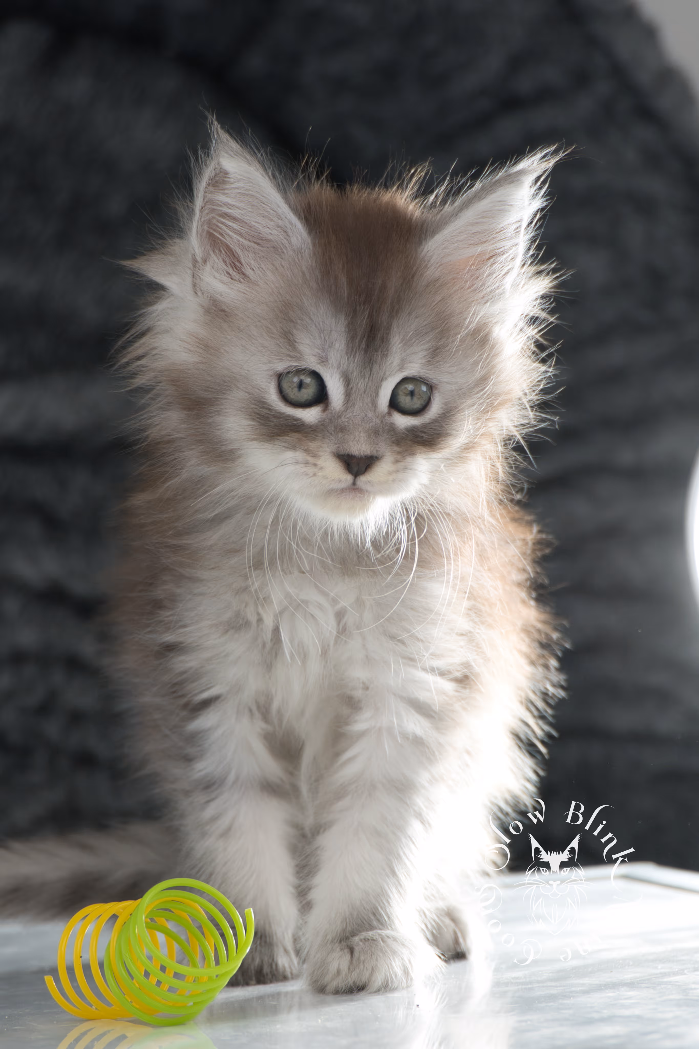 black high silver tabby maine coon kitten | ems code ns 25 | taken nov 2024 | age 7 weeks | female High Silver Maine Coon Kittens > black high silver tabby maine coon kitten | ems code ns 25 | taken nov 2024 | age 7 weeks | female | idx 01