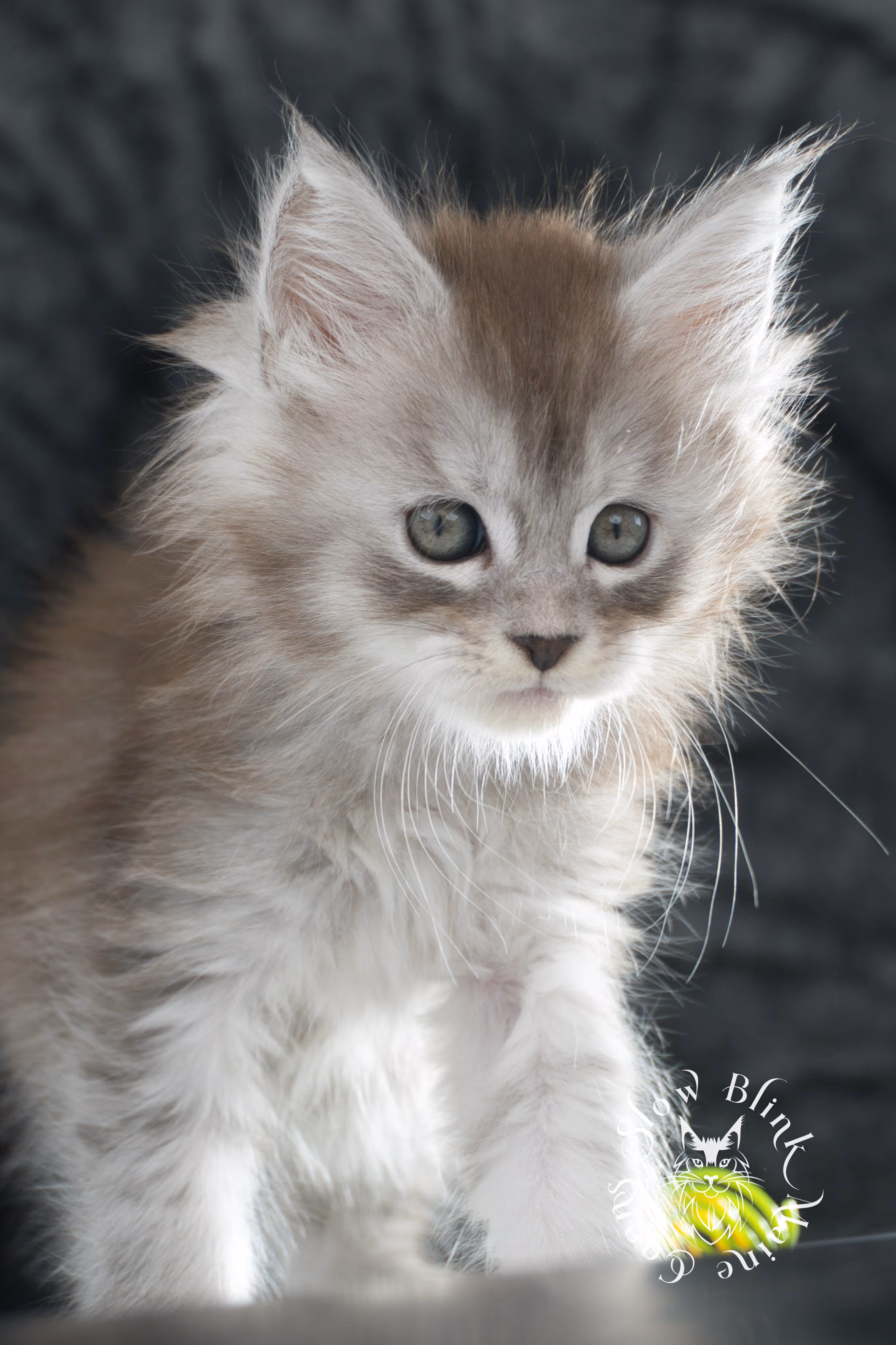 black high silver tabby maine coon kitten | ems code ns 25 | taken nov 2024 | age 7 weeks | female High Silver Maine Coon Kittens > black high silver tabby maine coon kitten | ems code ns 25 | taken nov 2024 | age 7 weeks | female | idx 02