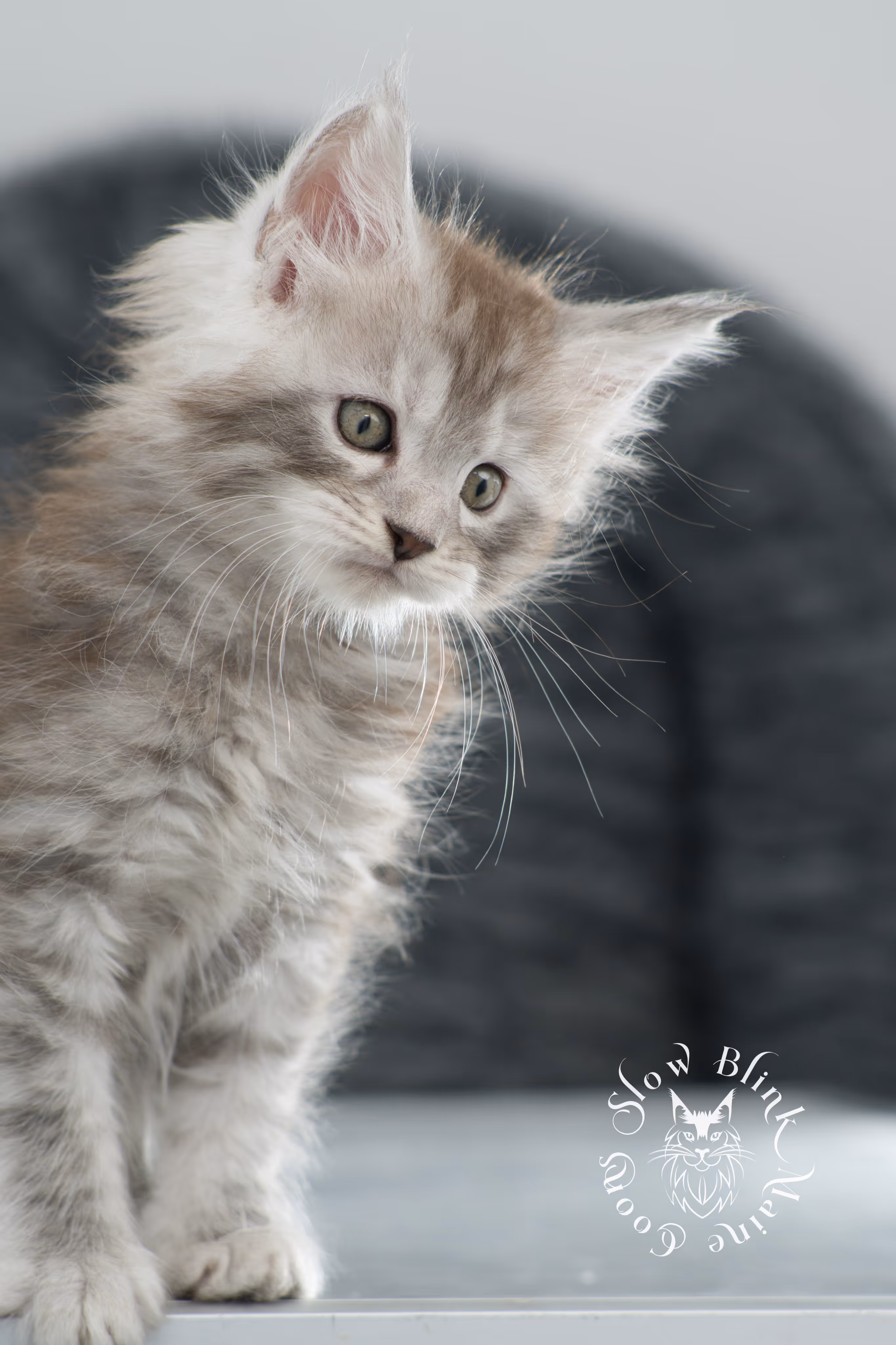 black high silver tabby maine coon kitten | ems code ns 25 | taken nov 2024 | age 7 weeks | female High Silver Maine Coon Kittens > black high silver tabby maine coon kitten | ems code ns 25 | taken nov 2024 | age 7 weeks | female | idx 03
