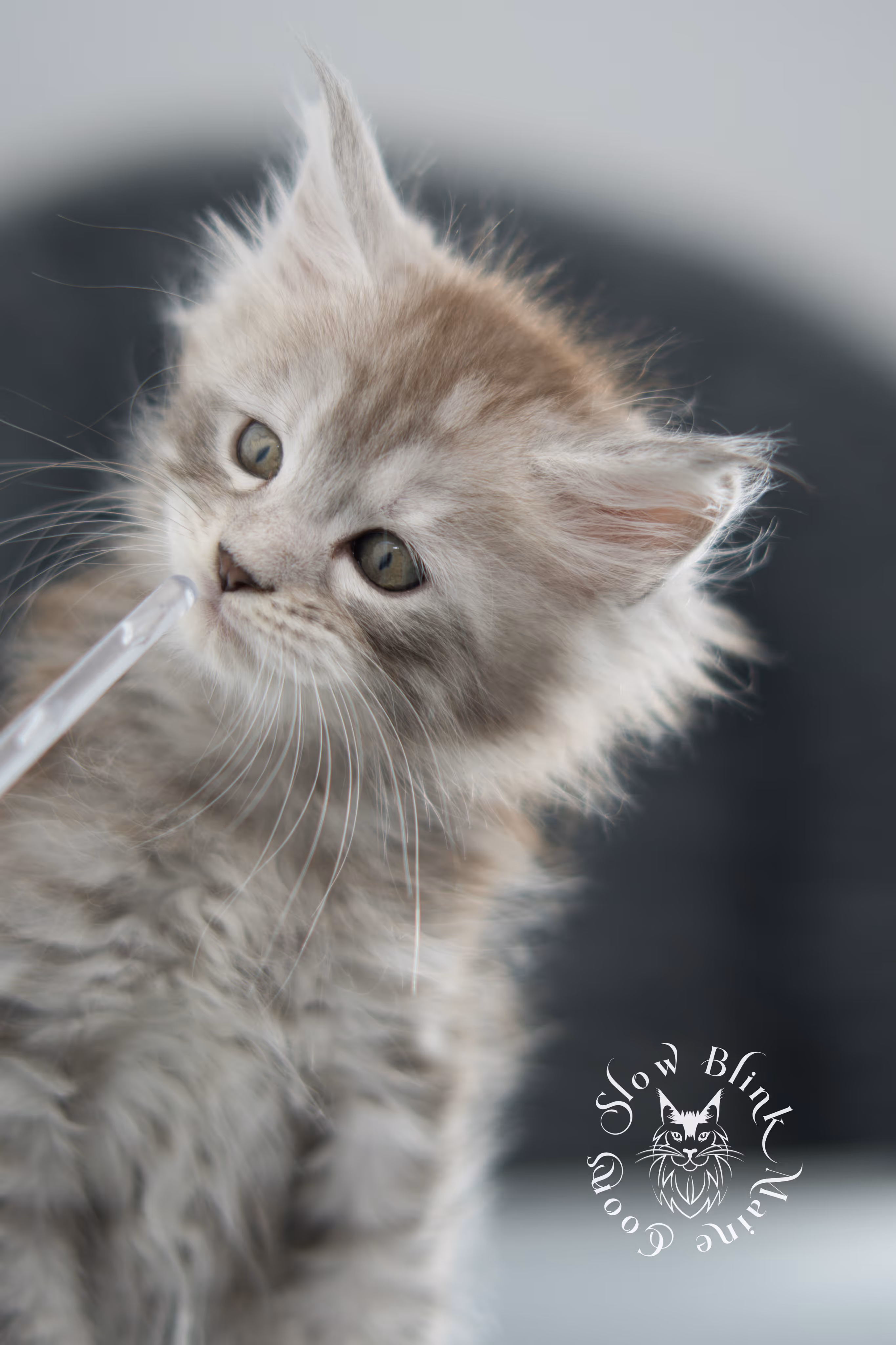black high silver tabby maine coon kitten | ems code ns 25 | taken nov 2024 | age 7 weeks | female High Silver Maine Coon Kittens > black high silver tabby maine coon kitten | ems code ns 25 | taken nov 2024 | age 7 weeks | female | idx 04