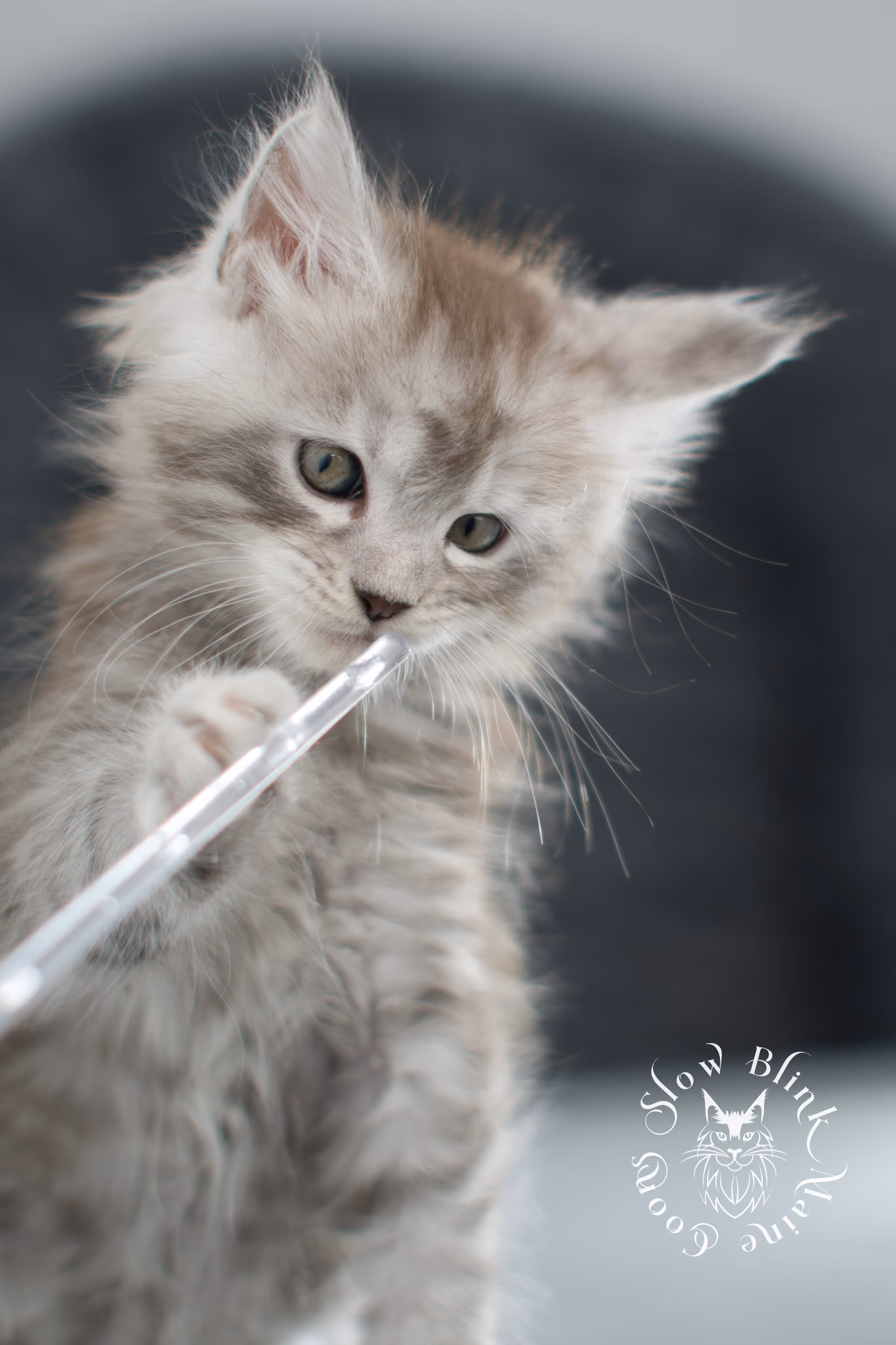 black high silver tabby maine coon kitten | ems code ns 25 | taken nov 2024 | age 7 weeks | female High Silver Maine Coon Kittens > black high silver tabby maine coon kitten | ems code ns 25 | taken nov 2024 | age 7 weeks | female | idx 05