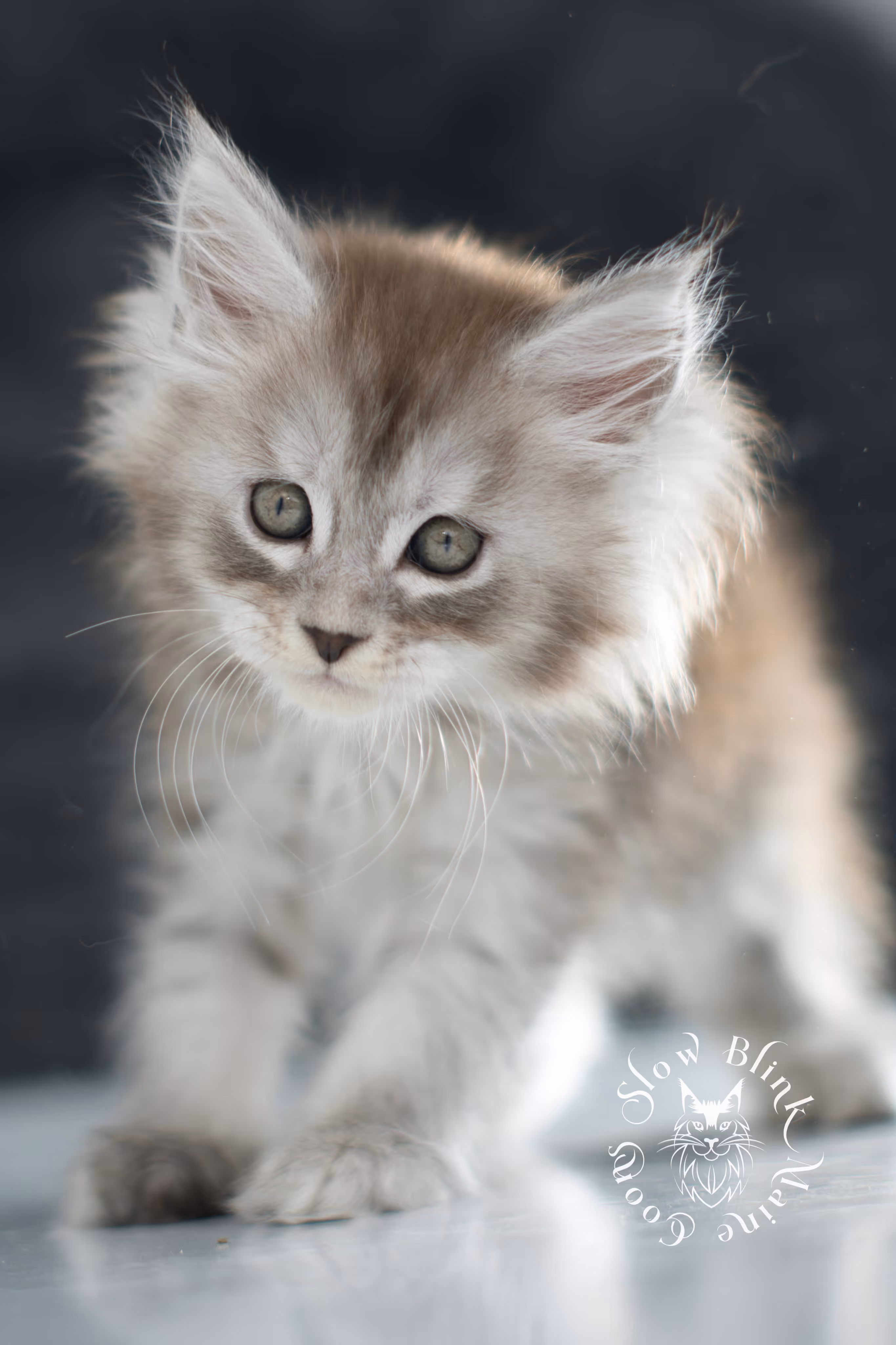 black high silver tabby maine coon kitten | ems code ns 25 | taken nov 2024 | age 7 weeks | female High Silver Maine Coon Kittens > black high silver tabby maine coon kitten | ems code ns 25 | taken nov 2024 | age 7 weeks | female | idx 06