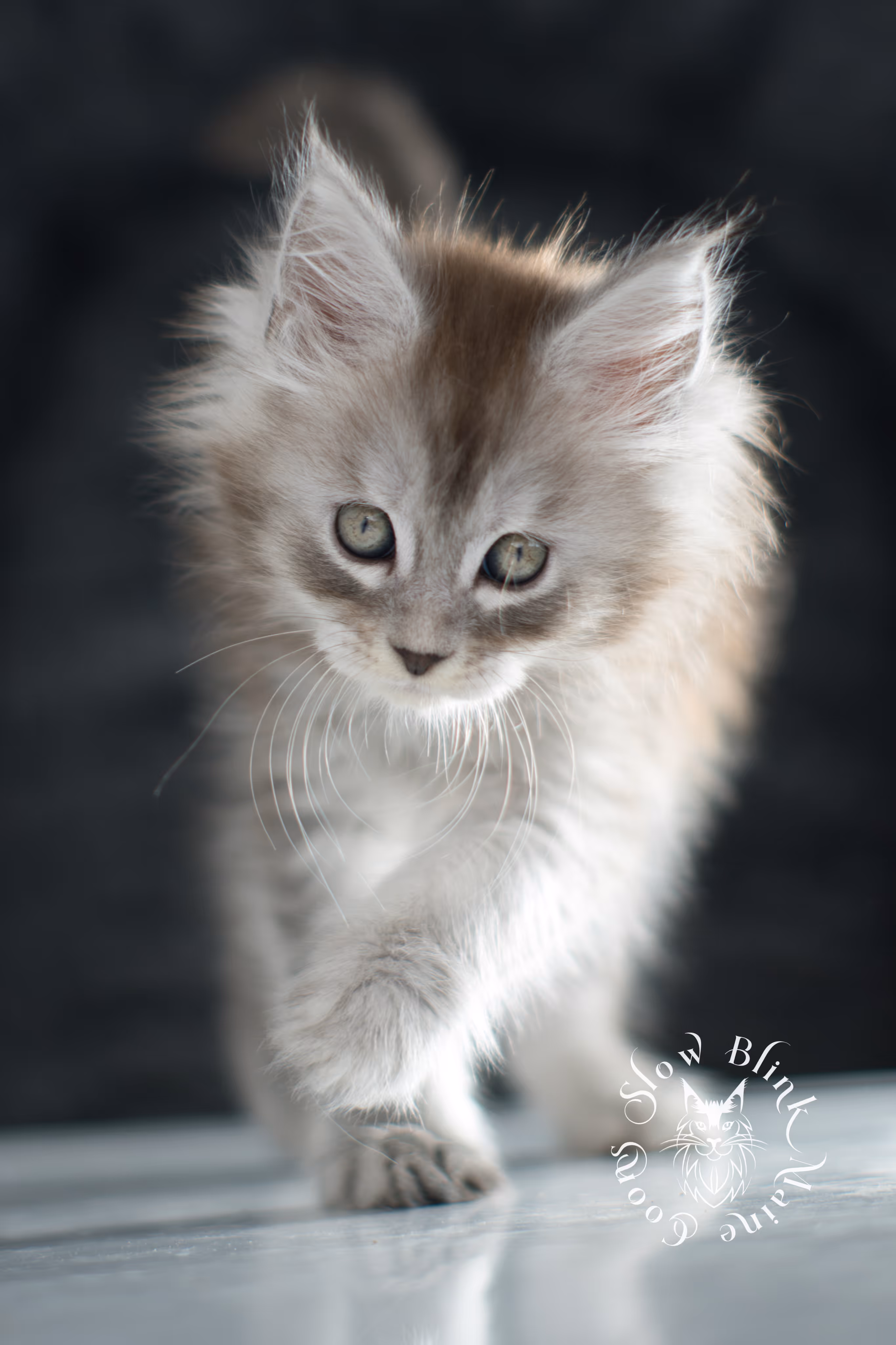 black high silver tabby maine coon kitten | ems code ns 25 | taken nov 2024 | age 7 weeks | female High Silver Maine Coon Kittens > black high silver tabby maine coon kitten | ems code ns 25 | taken nov 2024 | age 7 weeks | female | idx 07