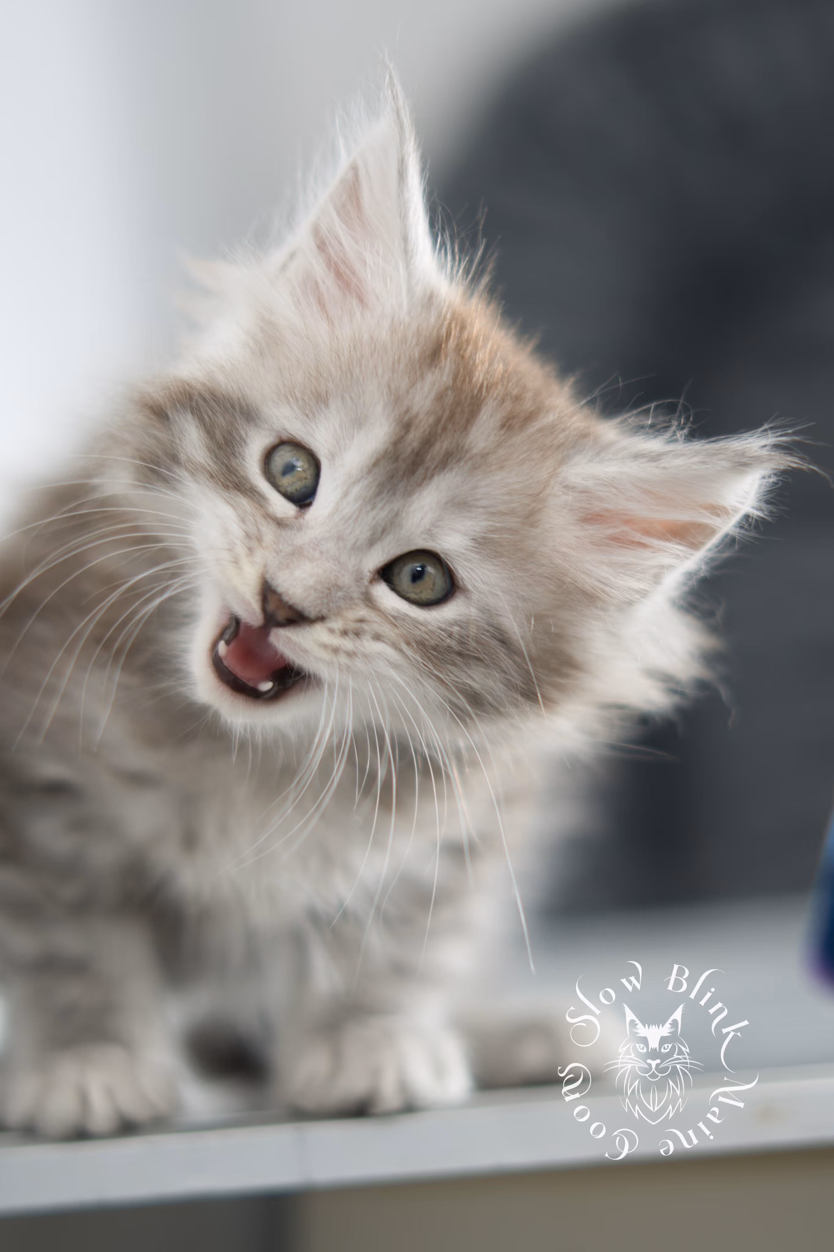 black high silver tabby maine coon kitten | ems code ns 25 | taken nov 2024 | age 7 weeks | female High Silver Maine Coon Kittens > black high silver tabby maine coon kitten | ems code ns 25 | taken nov 2024 | age 7 weeks | female | idx 08