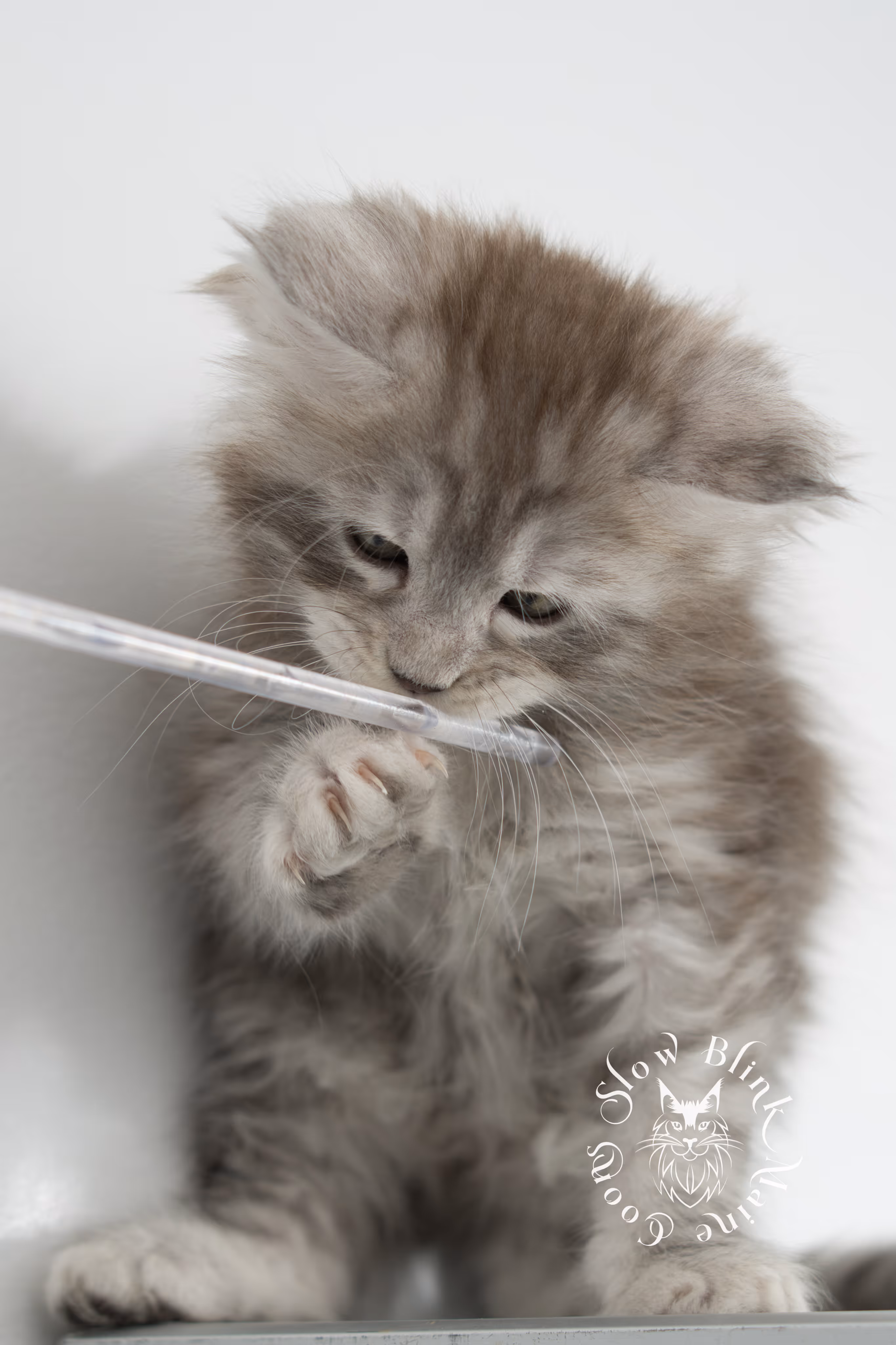 black high silver tabby maine coon kitten | ems code ns 25 | taken nov 2024 | age 7 weeks | female High Silver Maine Coon Kittens > black high silver tabby maine coon kitten | ems code ns 25 | taken nov 2024 | age 7 weeks | female | idx 09