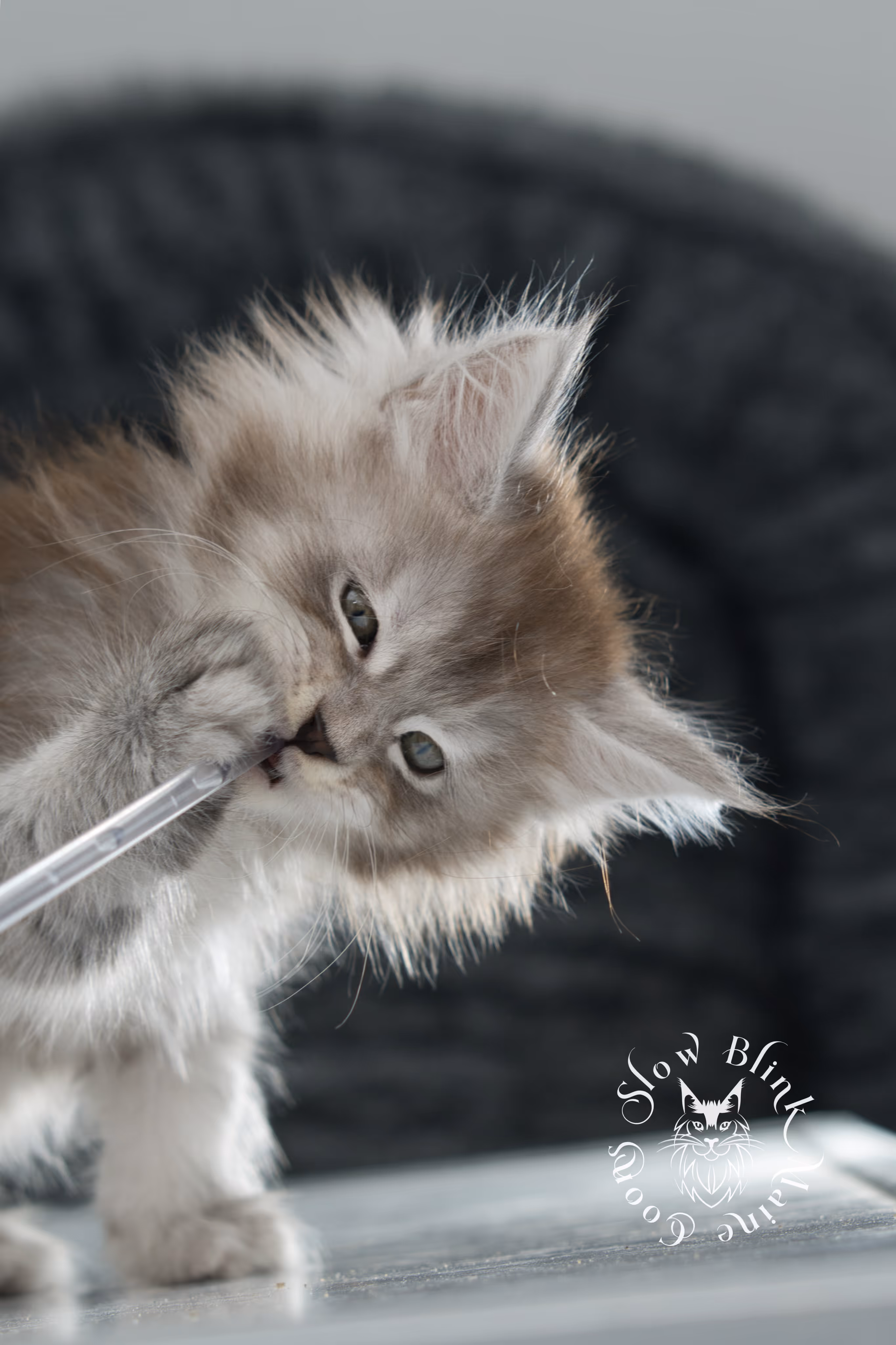 black high silver tabby maine coon kitten | ems code ns 25 | taken nov 2024 | age 7 weeks | female High Silver Maine Coon Kittens > black high silver tabby maine coon kitten | ems code ns 25 | taken nov 2024 | age 7 weeks | female | idx 11