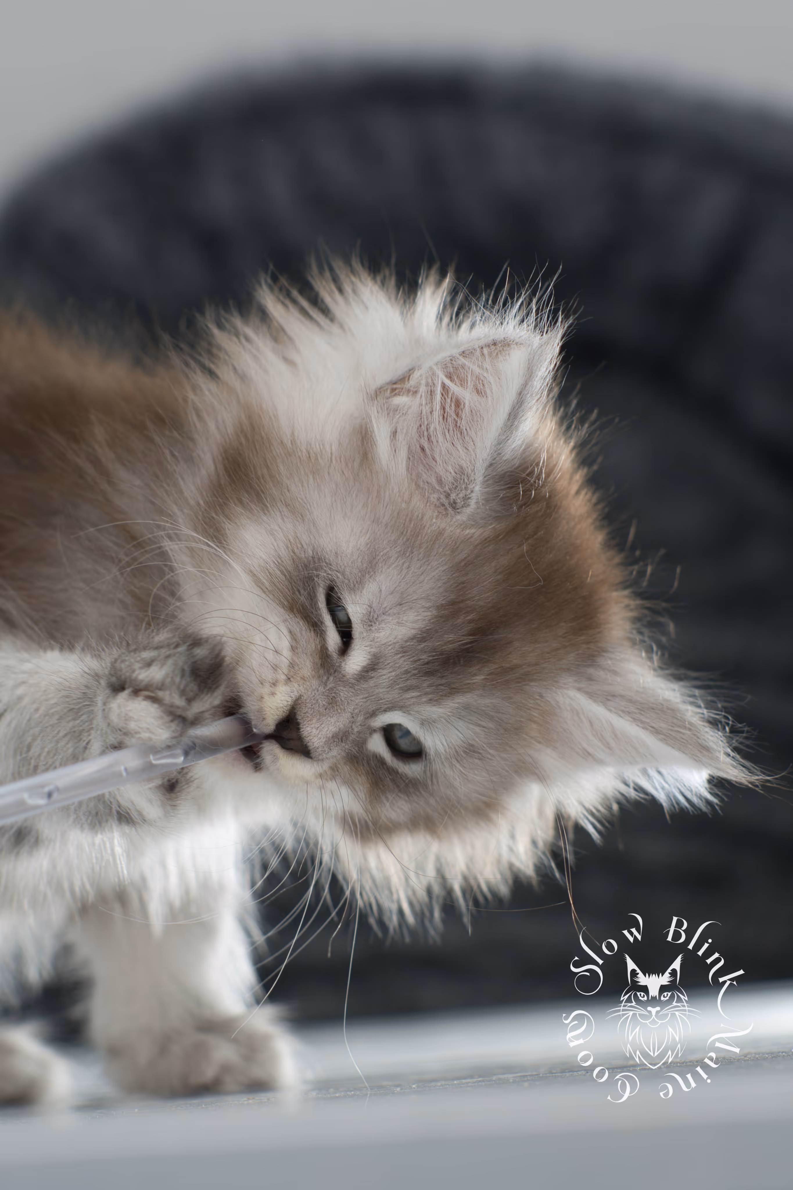 black high silver tabby maine coon kitten | ems code ns 25 | taken nov 2024 | age 7 weeks | female High Silver Maine Coon Kittens > black high silver tabby maine coon kitten | ems code ns 25 | taken nov 2024 | age 7 weeks | female | idx 12