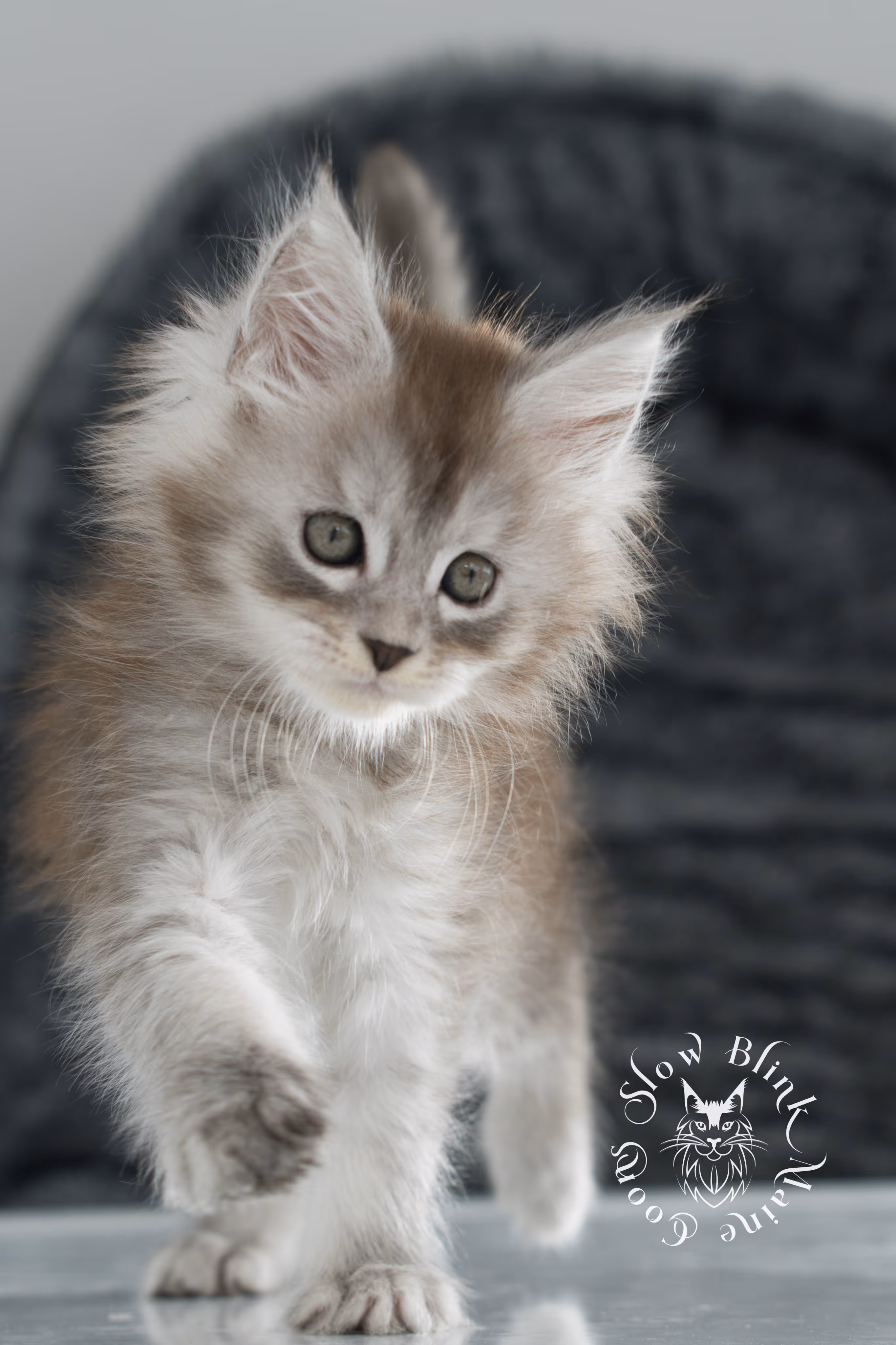 black high silver tabby maine coon kitten | ems code ns 25 | taken nov 2024 | age 7 weeks | female High Silver Maine Coon Kittens > black high silver tabby maine coon kitten | ems code ns 25 | taken nov 2024 | age 7 weeks | female | idx 13
