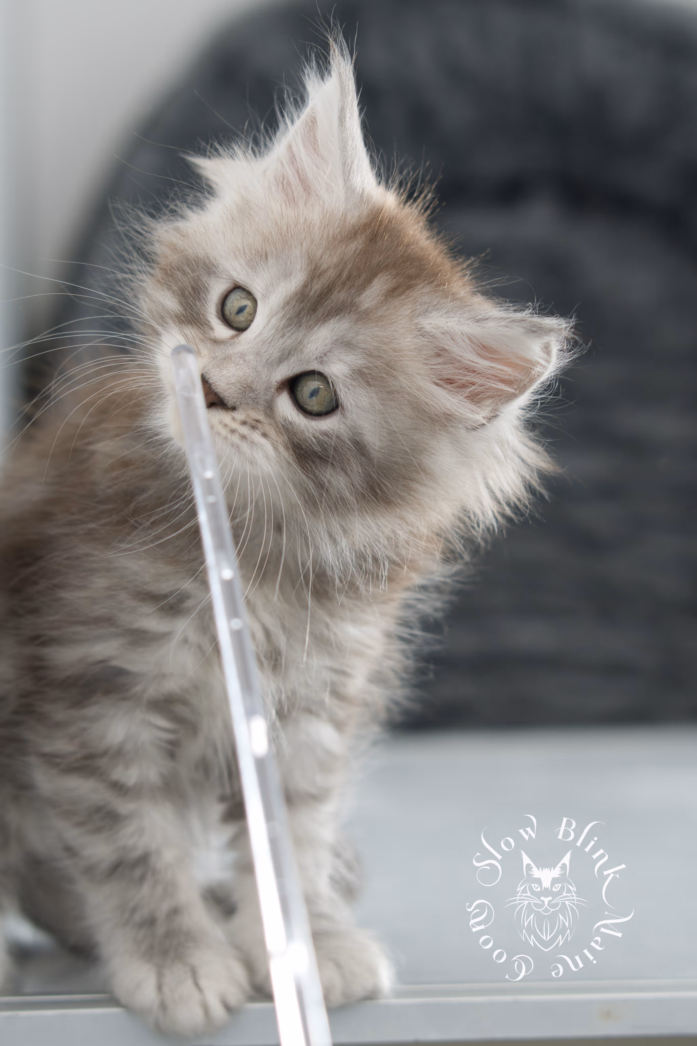 black high silver tabby maine coon kitten | ems code ns 25 | taken nov 2024 | age 7 weeks | female High Silver Maine Coon Kittens > black high silver tabby maine coon kitten | ems code ns 25 | taken nov 2024 | age 7 weeks | female | idx 14