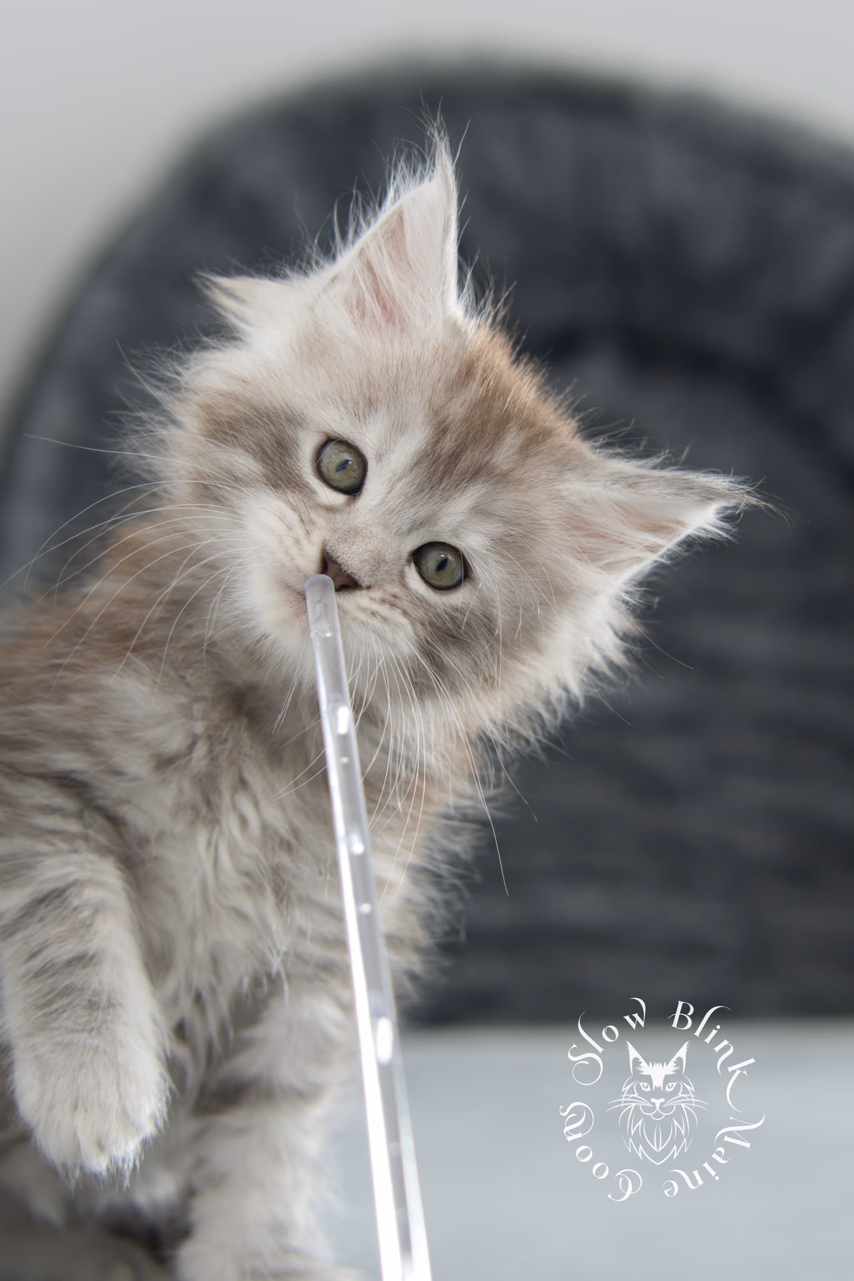 black high silver tabby maine coon kitten | ems code ns 25 | taken nov 2024 | age 7 weeks | female High Silver Maine Coon Kittens > black high silver tabby maine coon kitten | ems code ns 25 | taken nov 2024 | age 7 weeks | female | idx 15