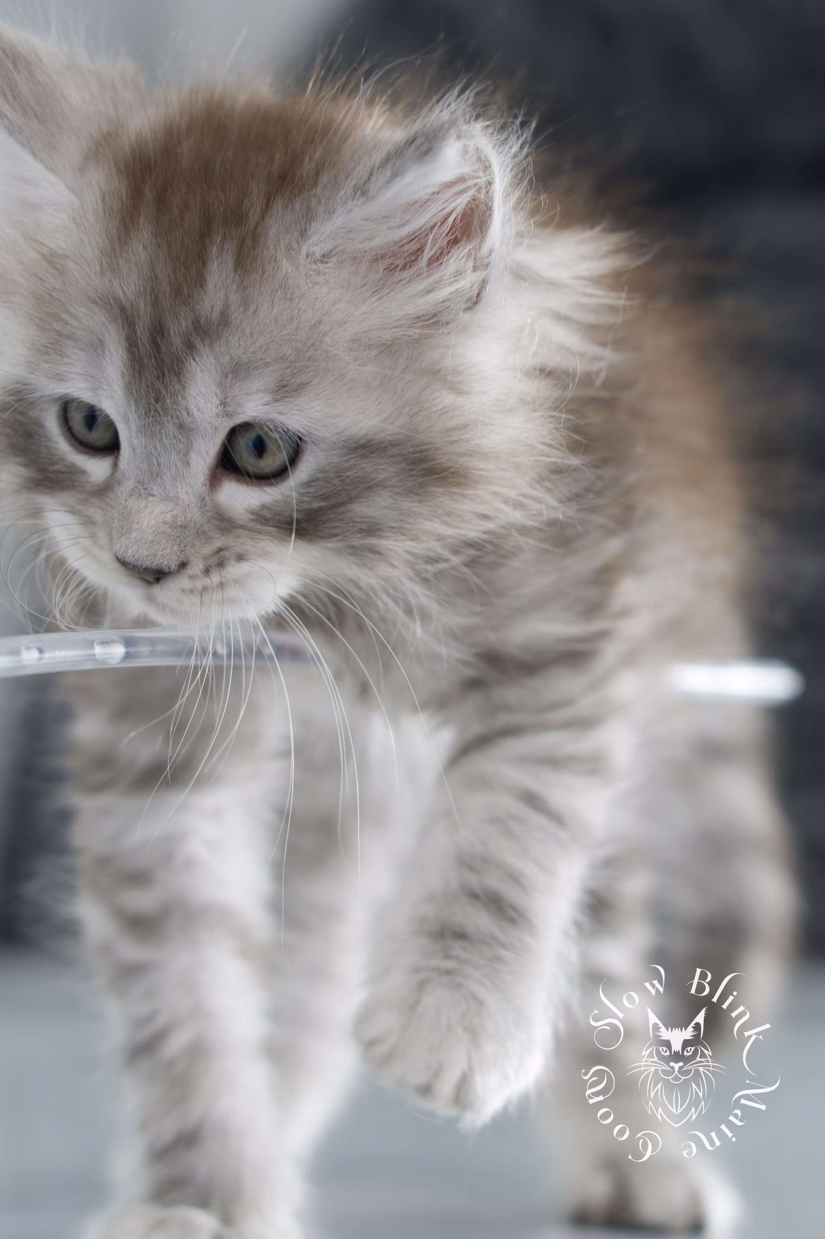 black high silver tabby maine coon kitten | ems code ns 25 | taken nov 2024 | age 7 weeks | female High Silver Maine Coon Kittens > black high silver tabby maine coon kitten | ems code ns 25 | taken nov 2024 | age 7 weeks | female | idx 16