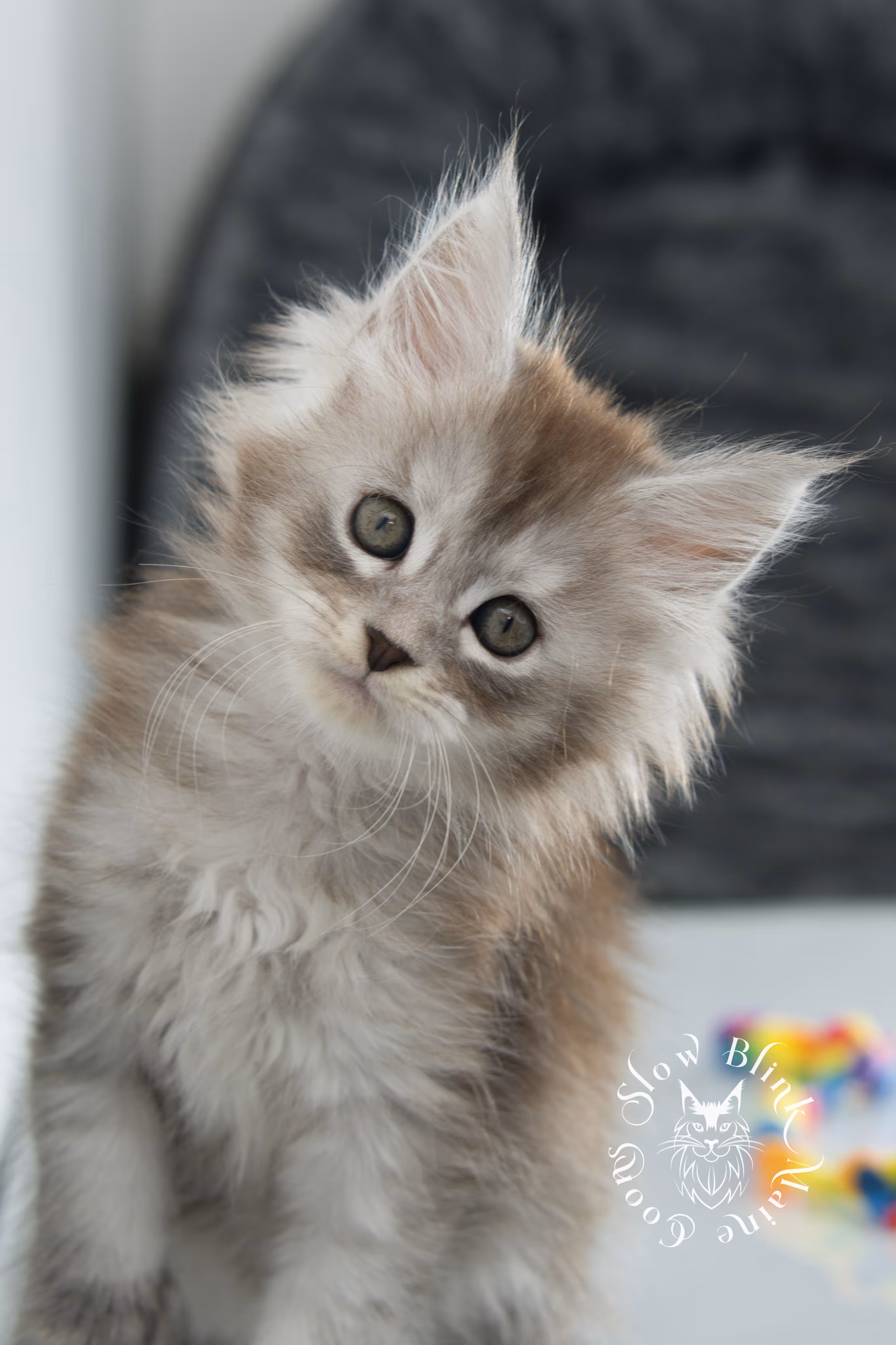 black high silver tabby maine coon kitten | ems code ns 25 | taken nov 2024 | age 7 weeks | female High Silver Maine Coon Kittens > black high silver tabby maine coon kitten | ems code ns 25 | taken nov 2024 | age 7 weeks | female | idx 17