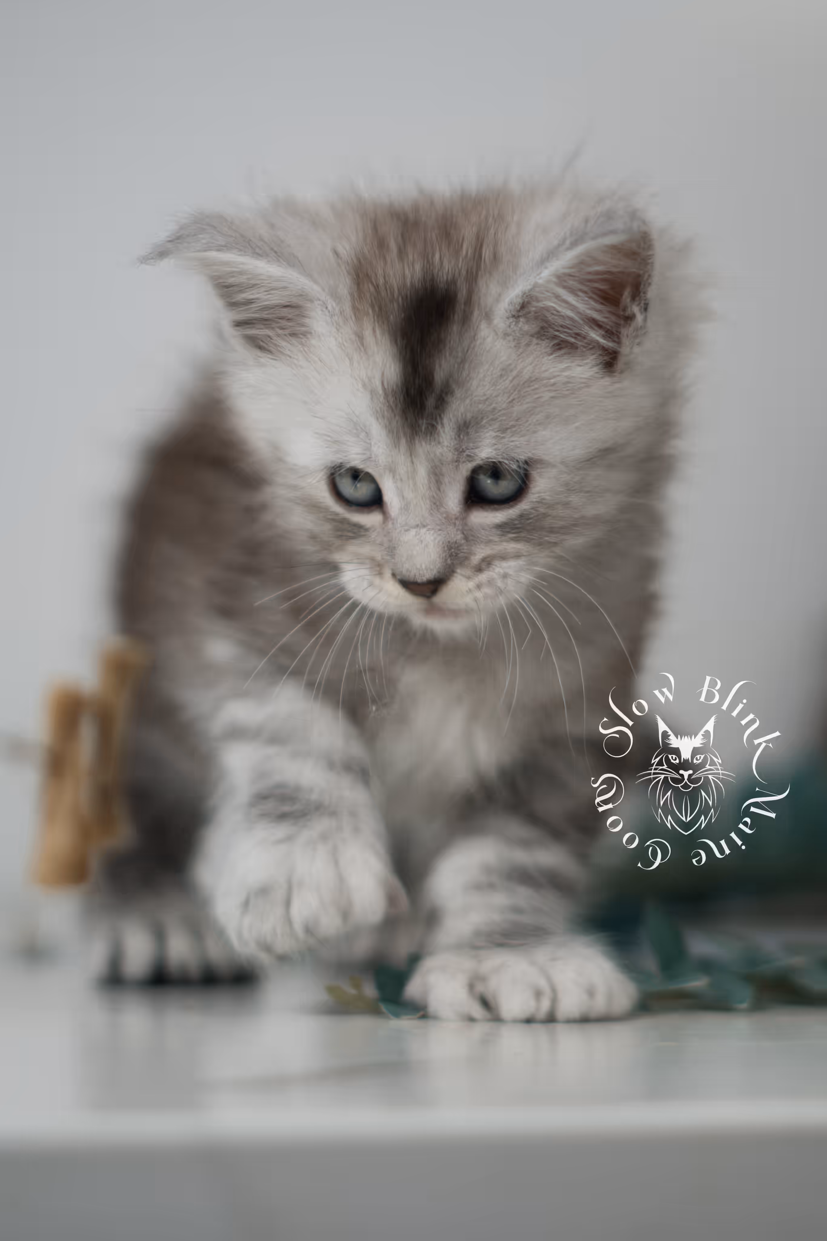 black high silver tabby maine coon kitten | silver shaded | ems code mcp ns 25 | poly | taken feb 2025 | age 6 weeks | male High Silver Maine Coon Kittens > black high silver tabby maine coon kitten | silver shaded | ems code mcp ns 25 | poly | taken feb 2025 | age 6 weeks | male | idx 01