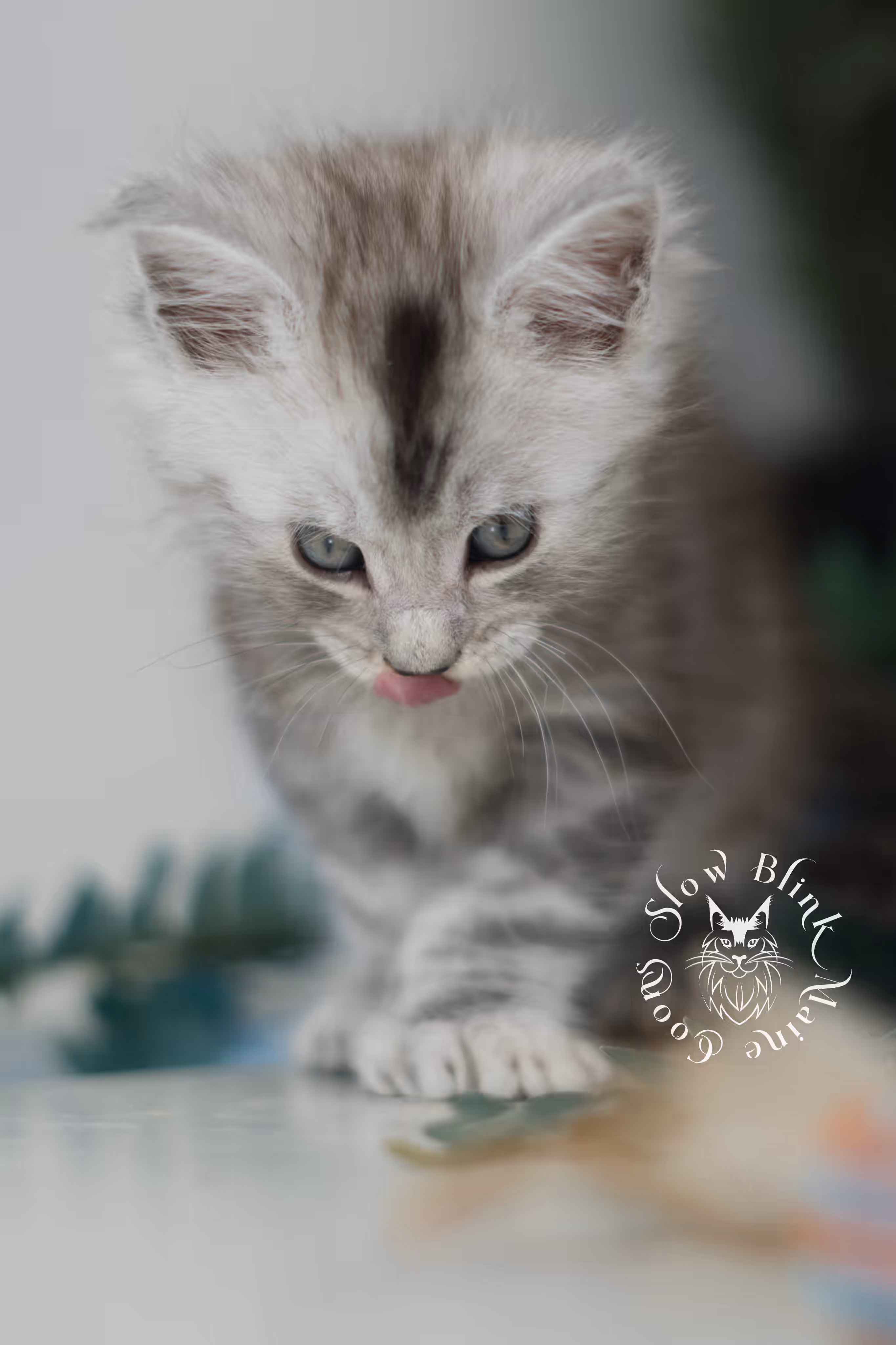 black high silver tabby maine coon kitten | silver shaded | ems code mcp ns 25 | poly | taken feb 2025 | age 6 weeks | male High Silver Maine Coon Kittens > black high silver tabby maine coon kitten | silver shaded | ems code mcp ns 25 | poly | taken feb 2025 | age 6 weeks | male | idx 02