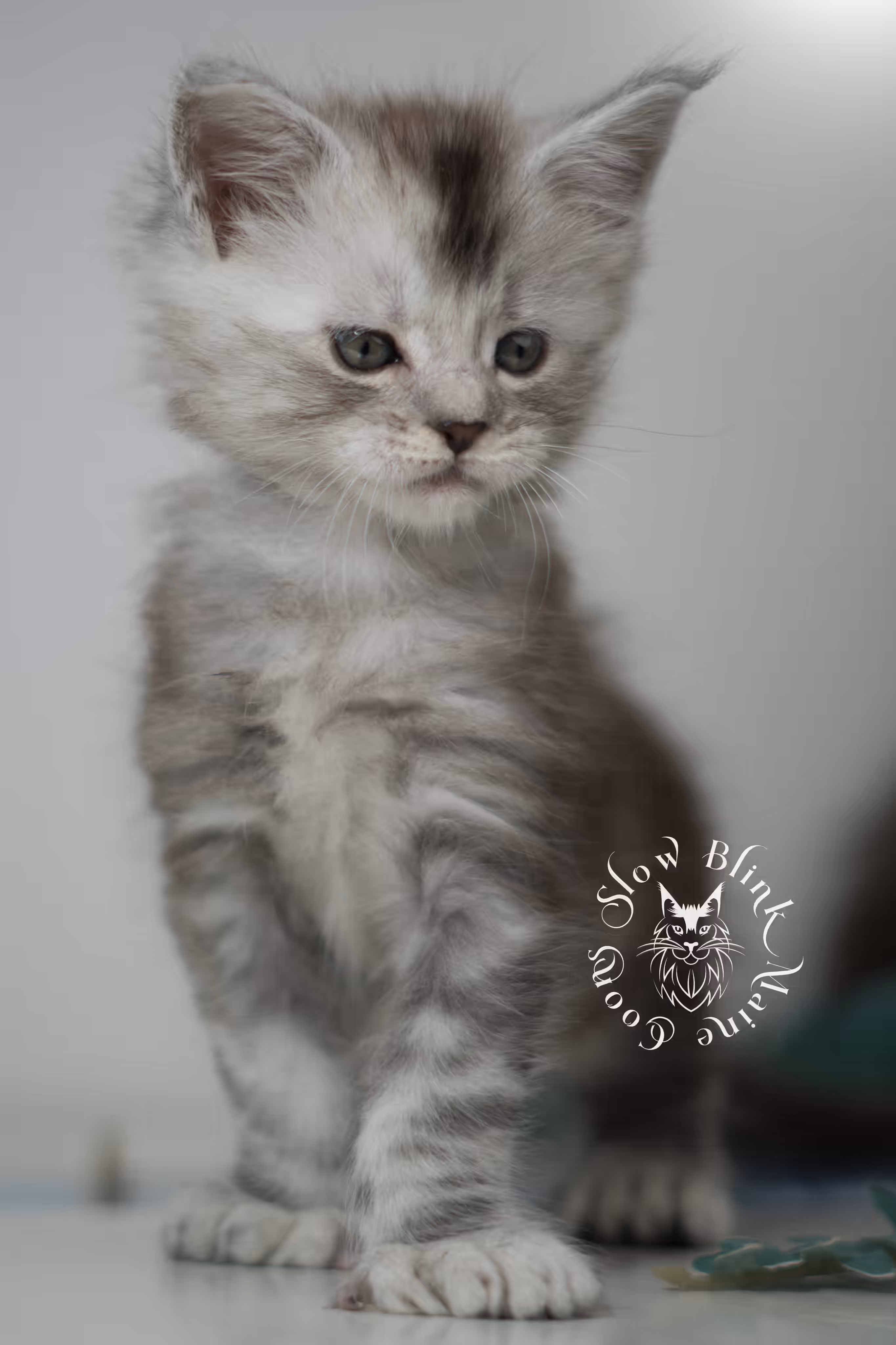 black high silver tabby maine coon kitten | silver shaded | ems code mcp ns 25 | poly | taken feb 2025 | age 6 weeks | male High Silver Maine Coon Kittens > black high silver tabby maine coon kitten | silver shaded | ems code mcp ns 25 | poly | taken feb 2025 | age 6 weeks | male | idx 04