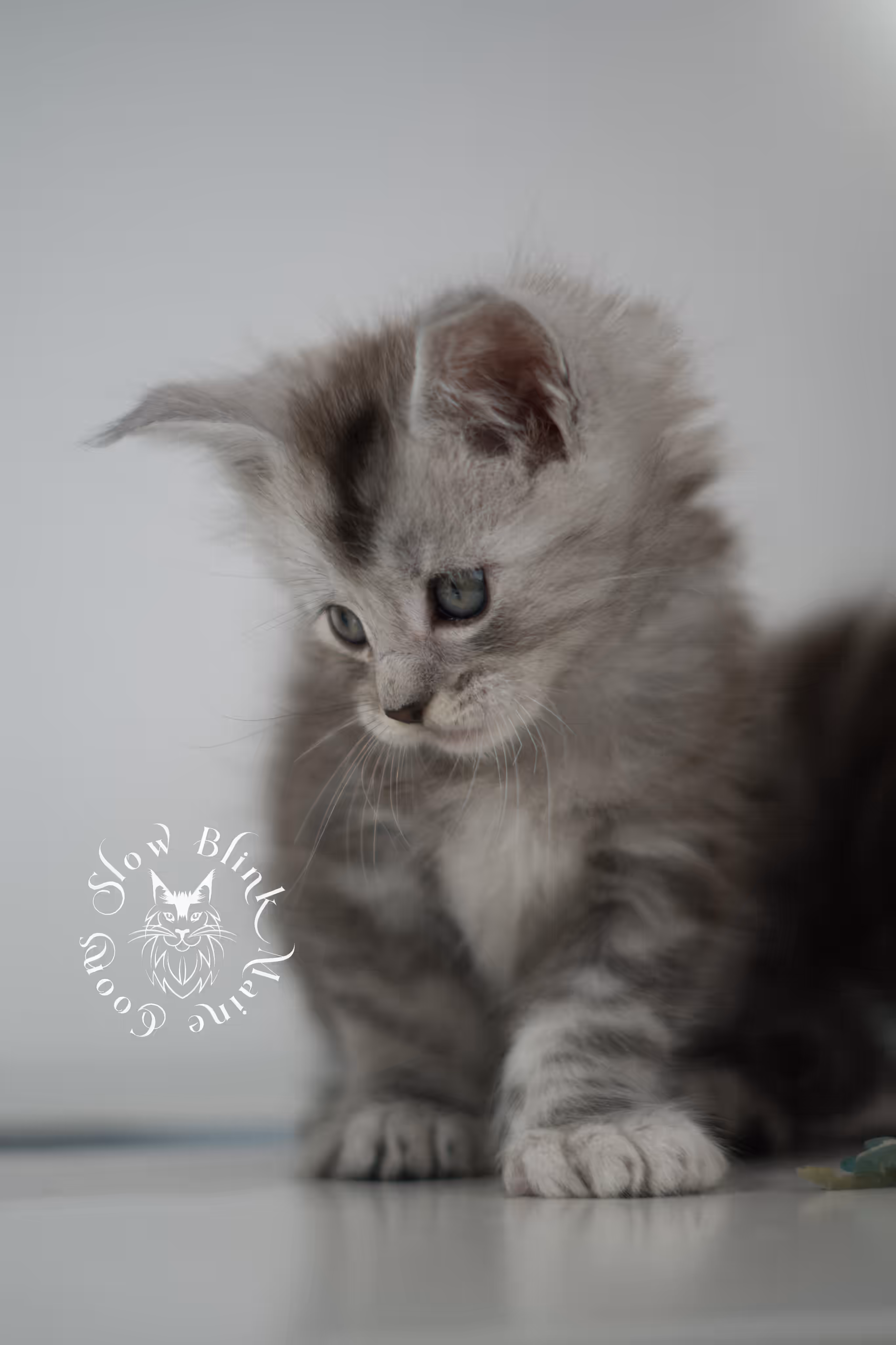 black high silver tabby maine coon kitten | silver shaded | ems code mcp ns 25 | poly | taken feb 2025 | age 6 weeks | male High Silver Maine Coon Kittens > black high silver tabby maine coon kitten | silver shaded | ems code mcp ns 25 | poly | taken feb 2025 | age 6 weeks | male | idx 05
