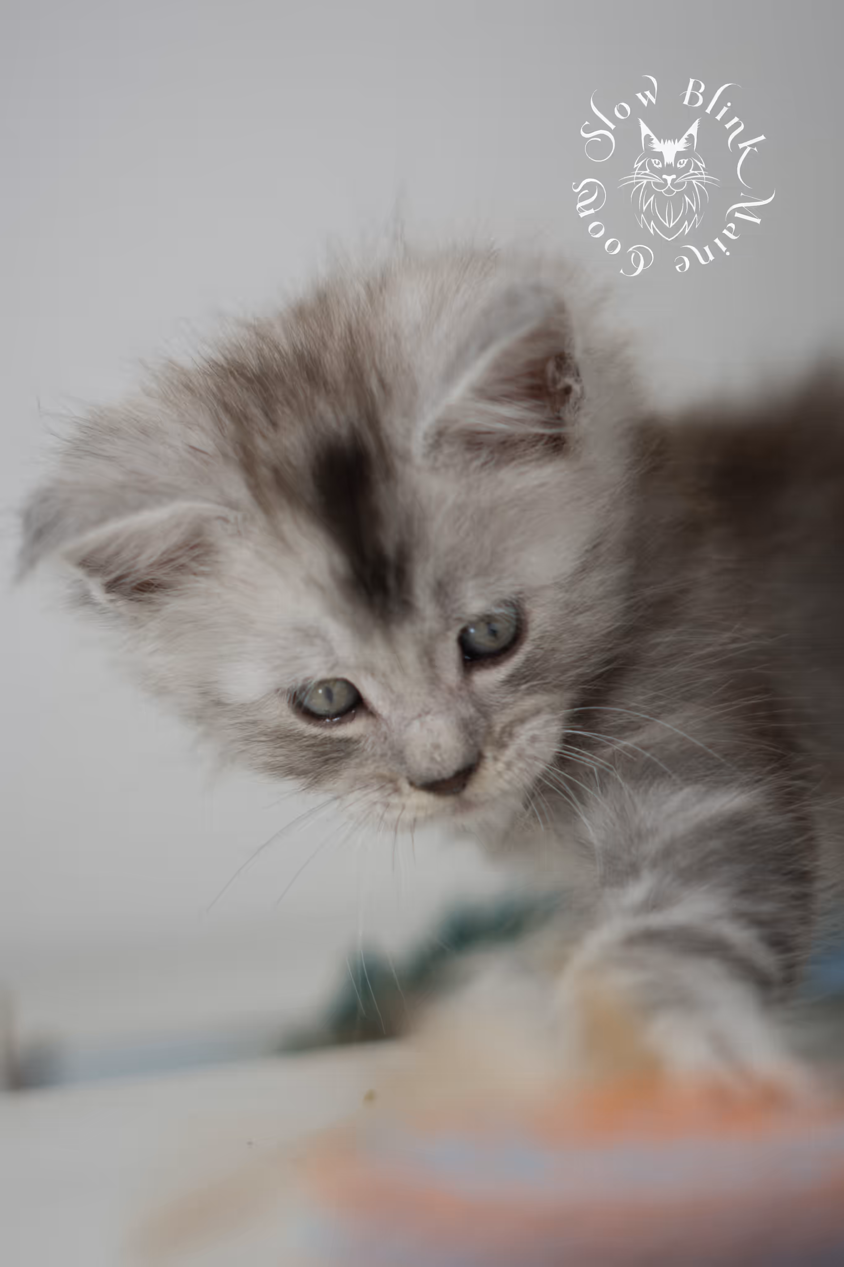 black high silver tabby maine coon kitten | silver shaded | ems code mcp ns 25 | poly | taken feb 2025 | age 6 weeks | male High Silver Maine Coon Kittens > black high silver tabby maine coon kitten | silver shaded | ems code mcp ns 25 | poly | taken feb 2025 | age 6 weeks | male | idx 06