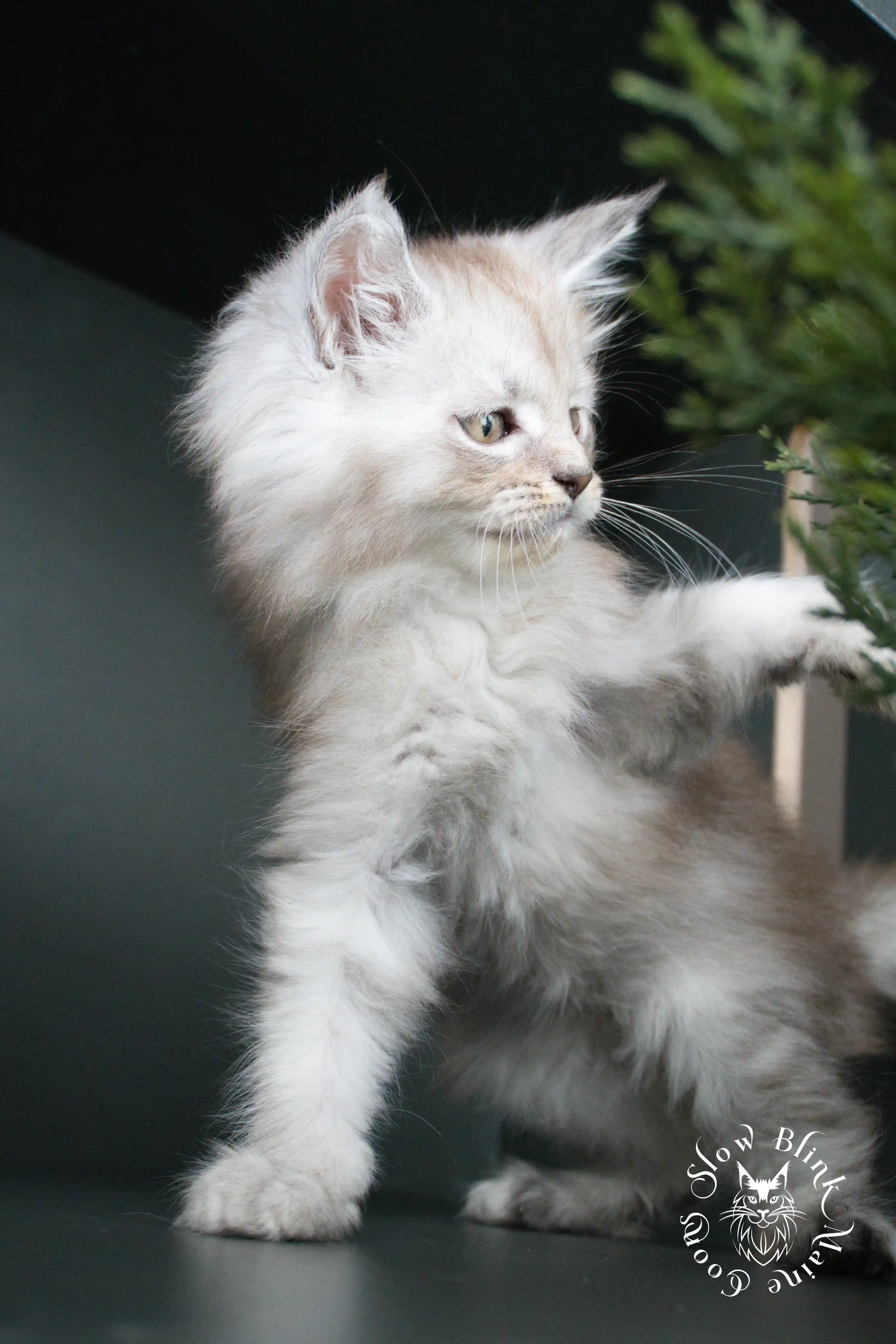 black silver tabby maine coon kitten | ems code ns 22 23 24 25 | slowblinkmainecoons High Silver Maine Coon Kittens > black silver tabby maine coon kitten | ems code ns 22 23 24 25 | slowblinkmainecoons | 01