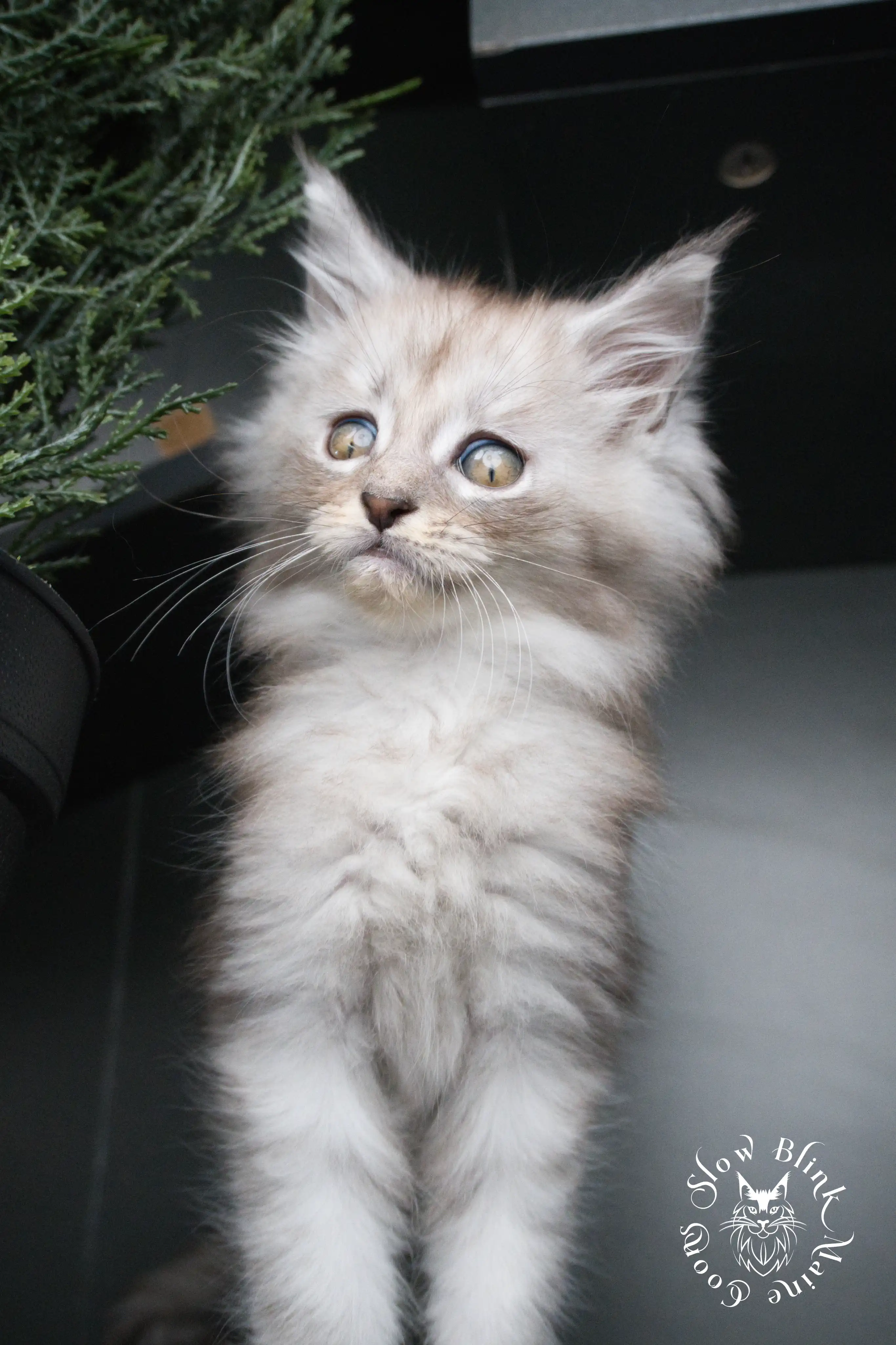 black silver tabby maine coon kitten | ems code ns 22 23 24 25 | slowblinkmainecoons High Silver Maine Coon Kittens > black silver tabby maine coon kitten | ems code ns 22 23 24 25 | slowblinkmainecoons | 02