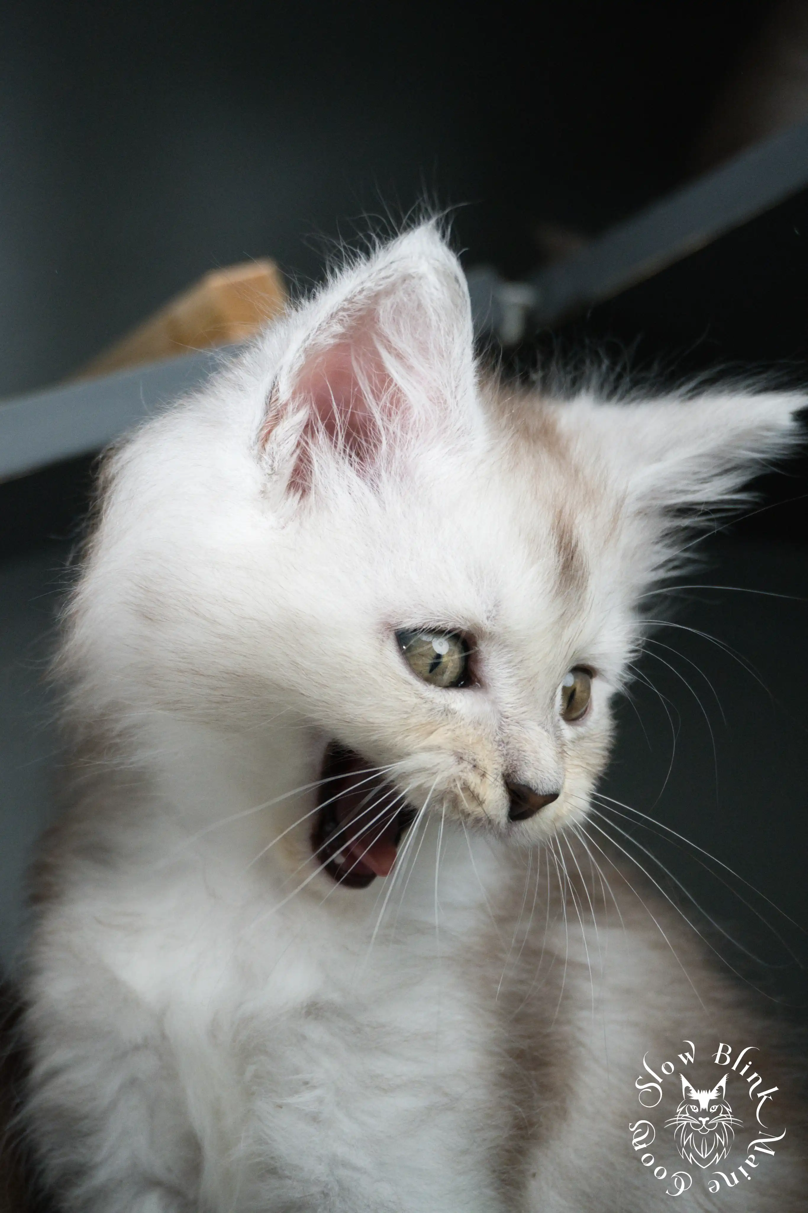 black silver tabby maine coon kitten | ems code ns 22 23 24 25 | slowblinkmainecoons High Silver Maine Coon Kittens > black silver tabby maine coon kitten | ems code ns 22 23 24 25 | slowblinkmainecoons | 03