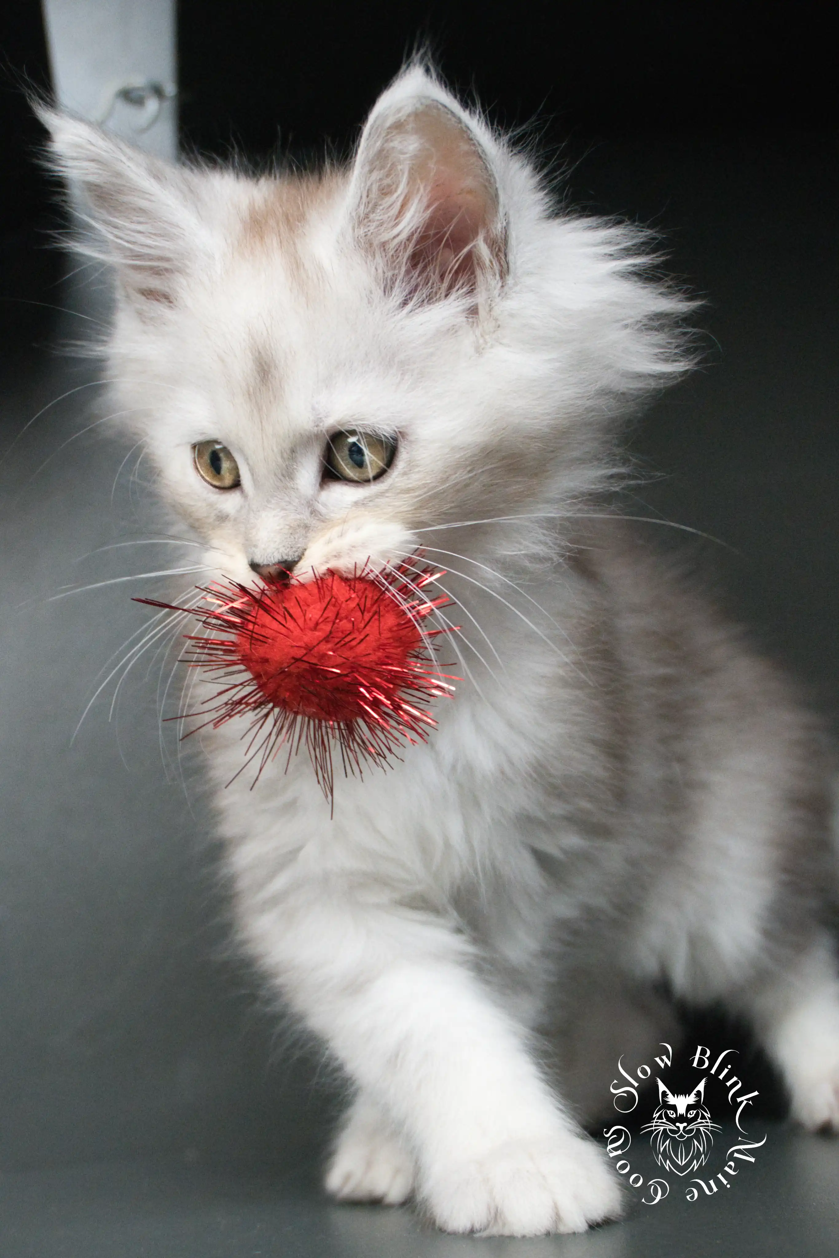 black silver tabby maine coon kitten | ems code ns 22 23 24 25 | slowblinkmainecoons High Silver Maine Coon Kittens > black silver tabby maine coon kitten | ems code ns 22 23 24 25 | slowblinkmainecoons | 04 jn9msn