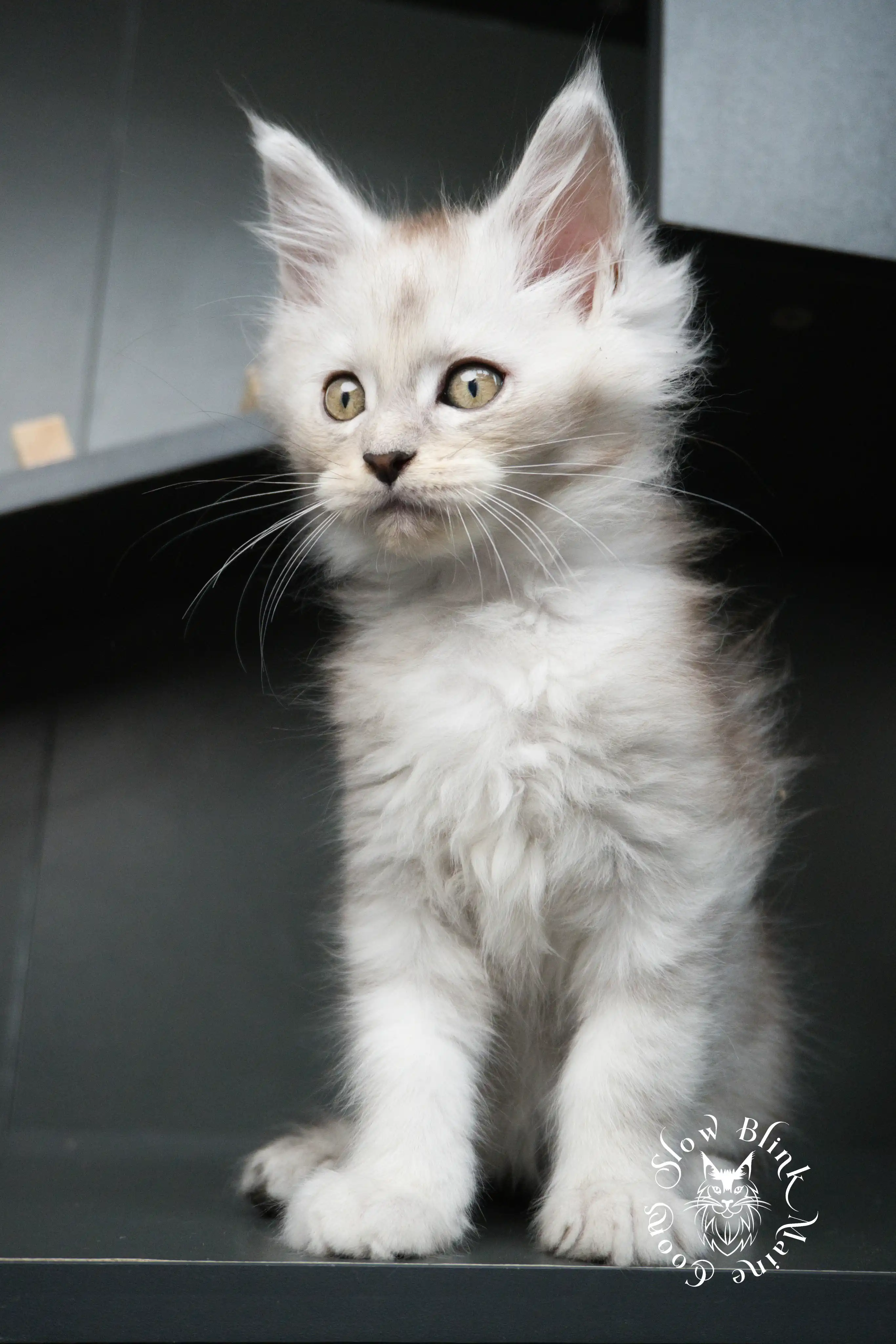 black silver tabby maine coon kitten | ems code ns 22 23 24 25 | slowblinkmainecoons High Silver Maine Coon Kittens > black silver tabby maine coon kitten | ems code ns 22 23 24 25 | slowblinkmainecoons | 05