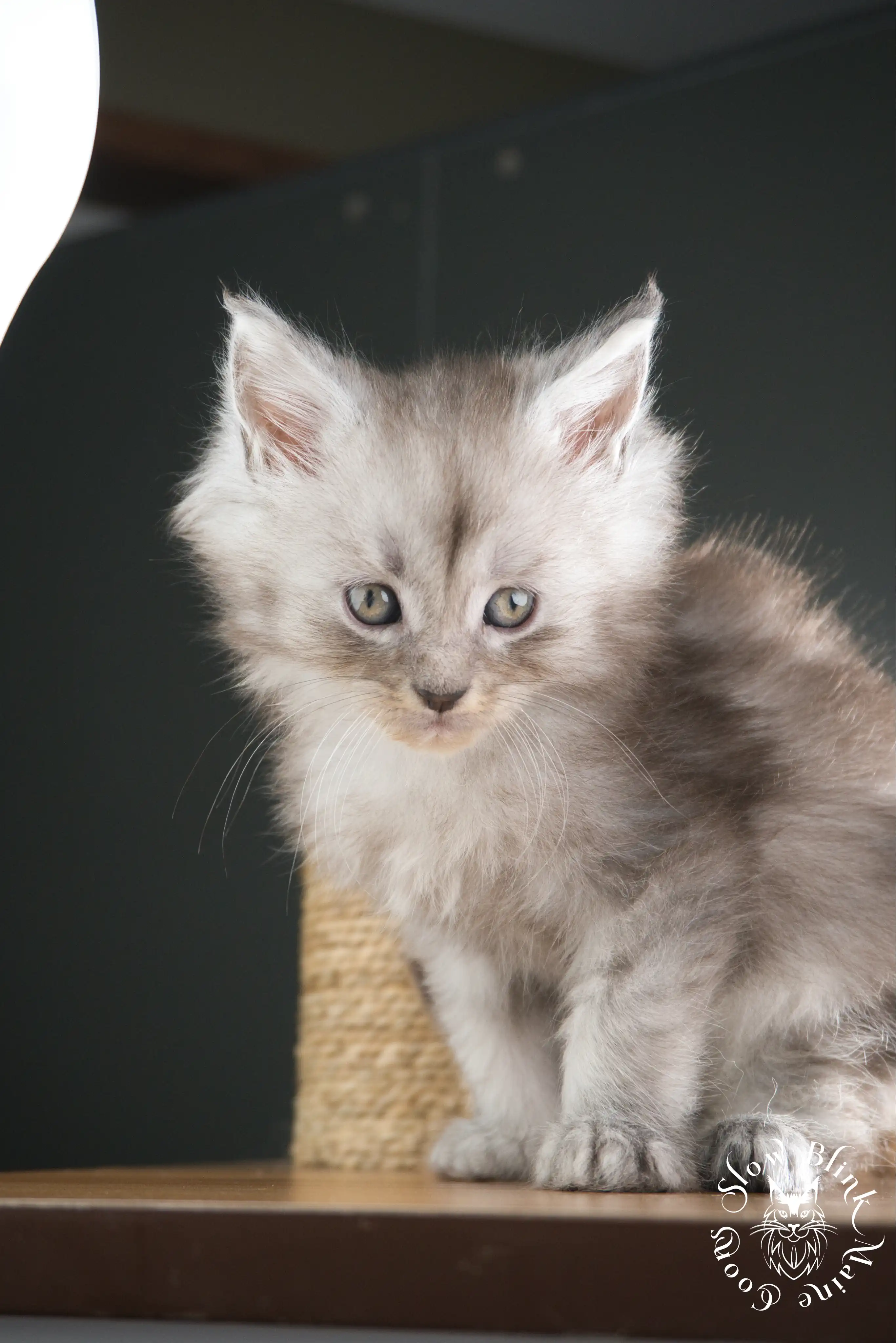 black silver tabby maine coon kitten | ems code ns 22 23 24 25 | slowblinkmainecoons High Silver Maine Coon Kittens > black silver tabby maine coon kitten | ems code ns 22 23 24 25 | slowblinkmainecoons | 1001
