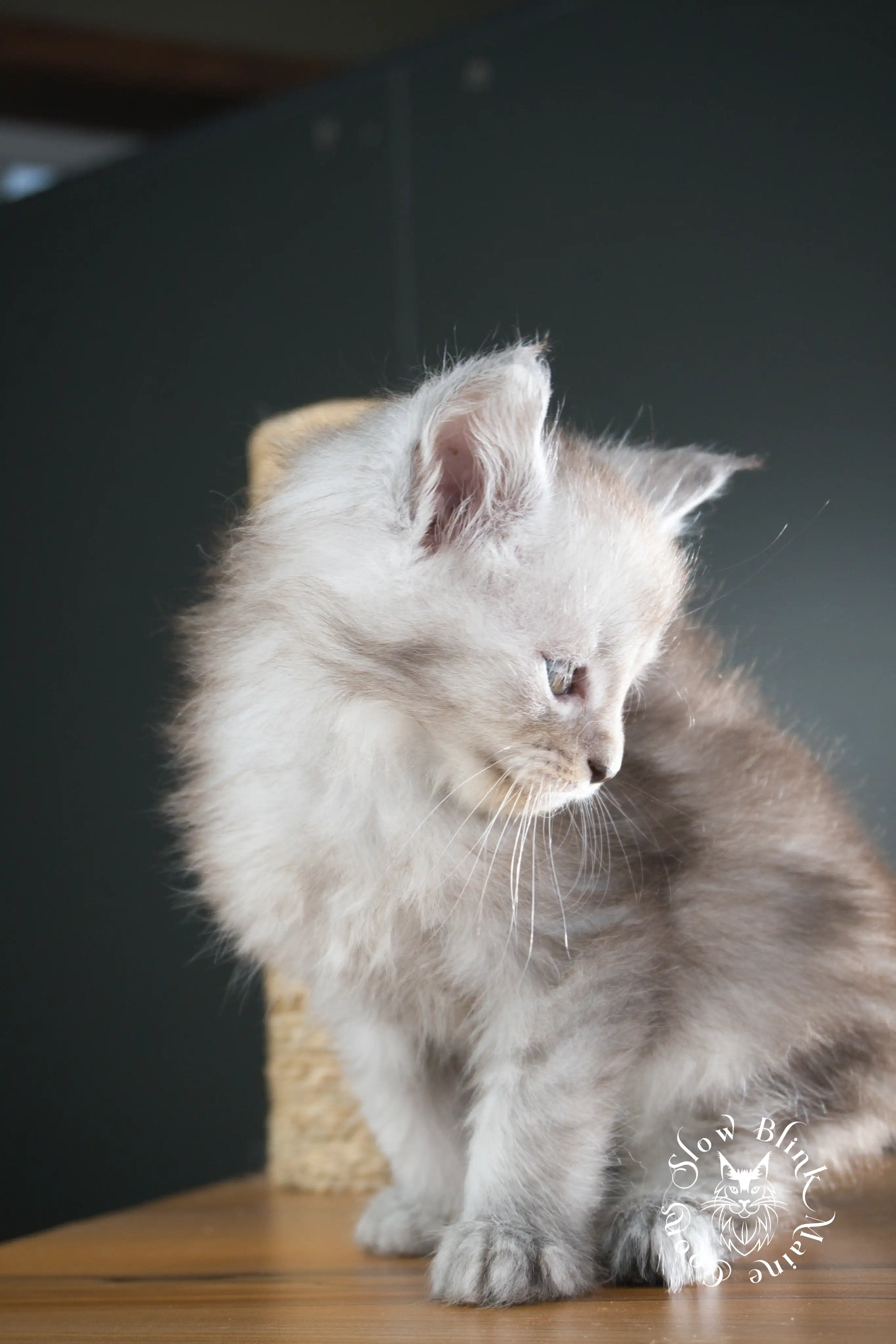 black silver tabby maine coon kitten | ems code ns 22 23 24 25 | slowblinkmainecoons High Silver Maine Coon Kittens > black silver tabby maine coon kitten | ems code ns 22 23 24 25 | slowblinkmainecoons | 1003